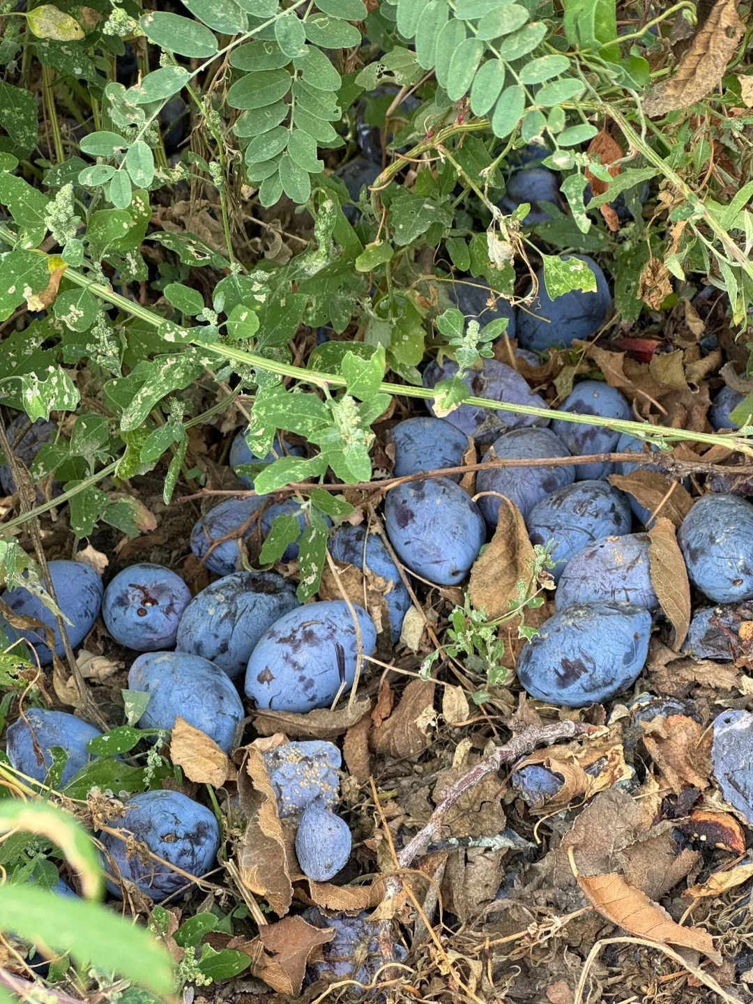 在伊犁的水果都是来报恩的