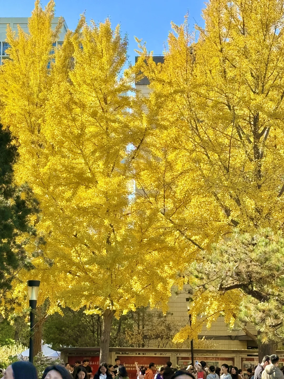 所有在北京的！请停止宅家立刻出门赏银杏?
