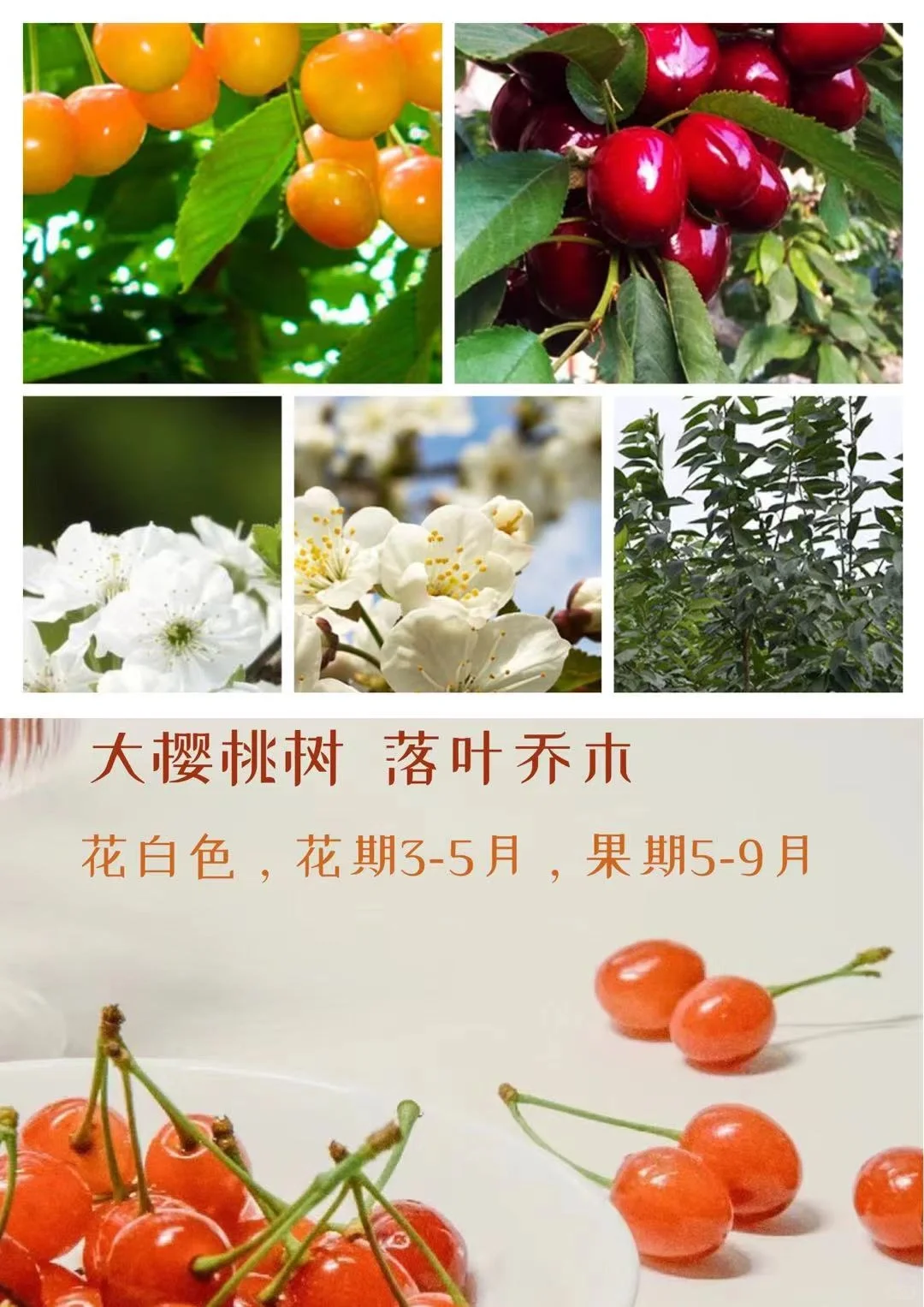 适合北方种植的果树水果