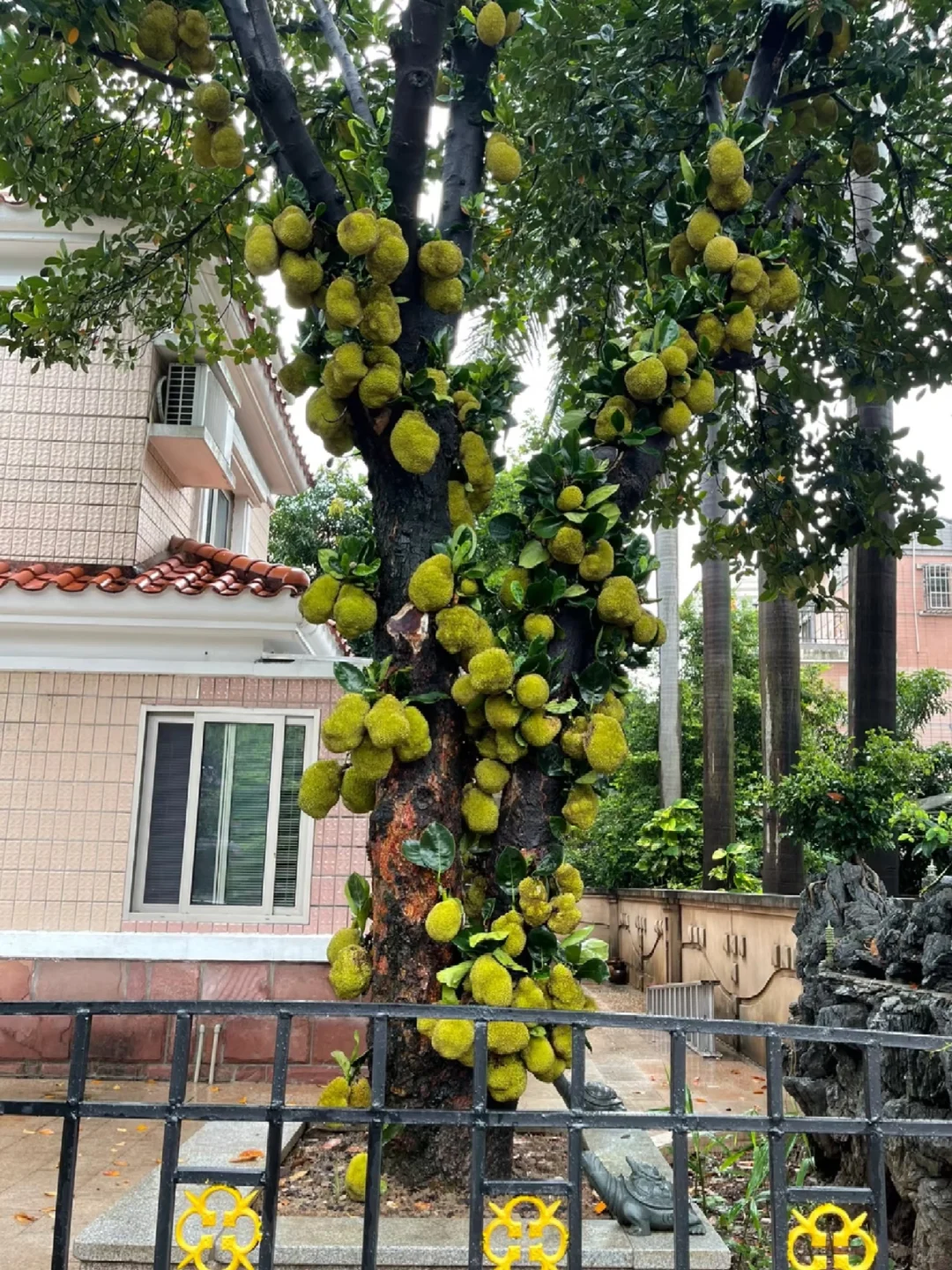 常用园林果树【下】