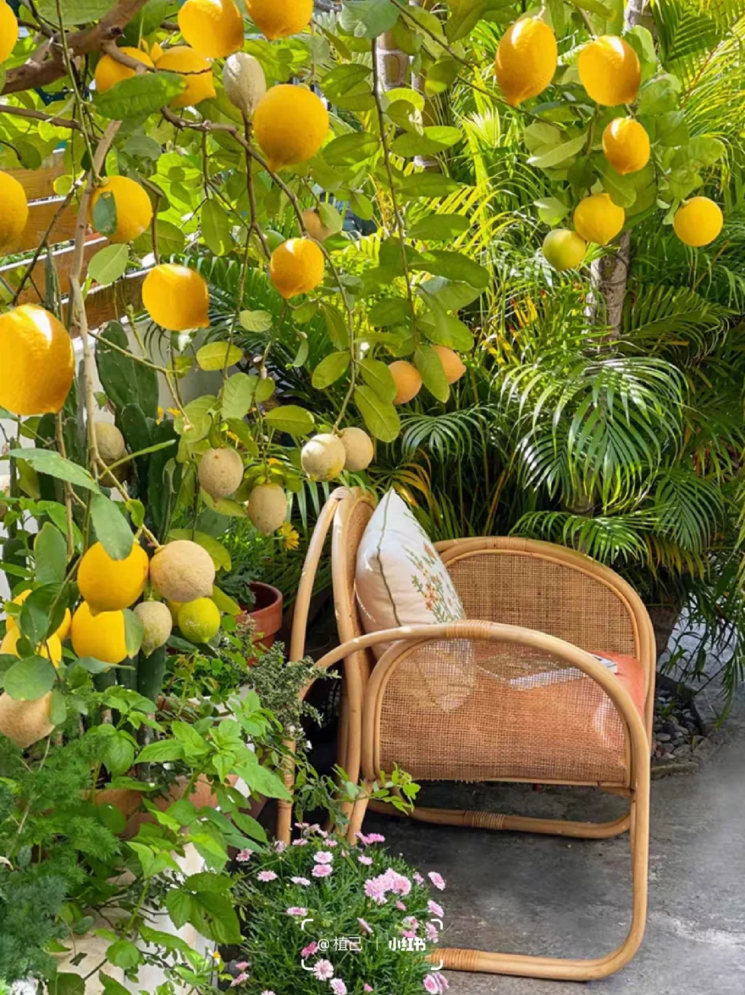 院子里种这6棵果树,好看且寓意好