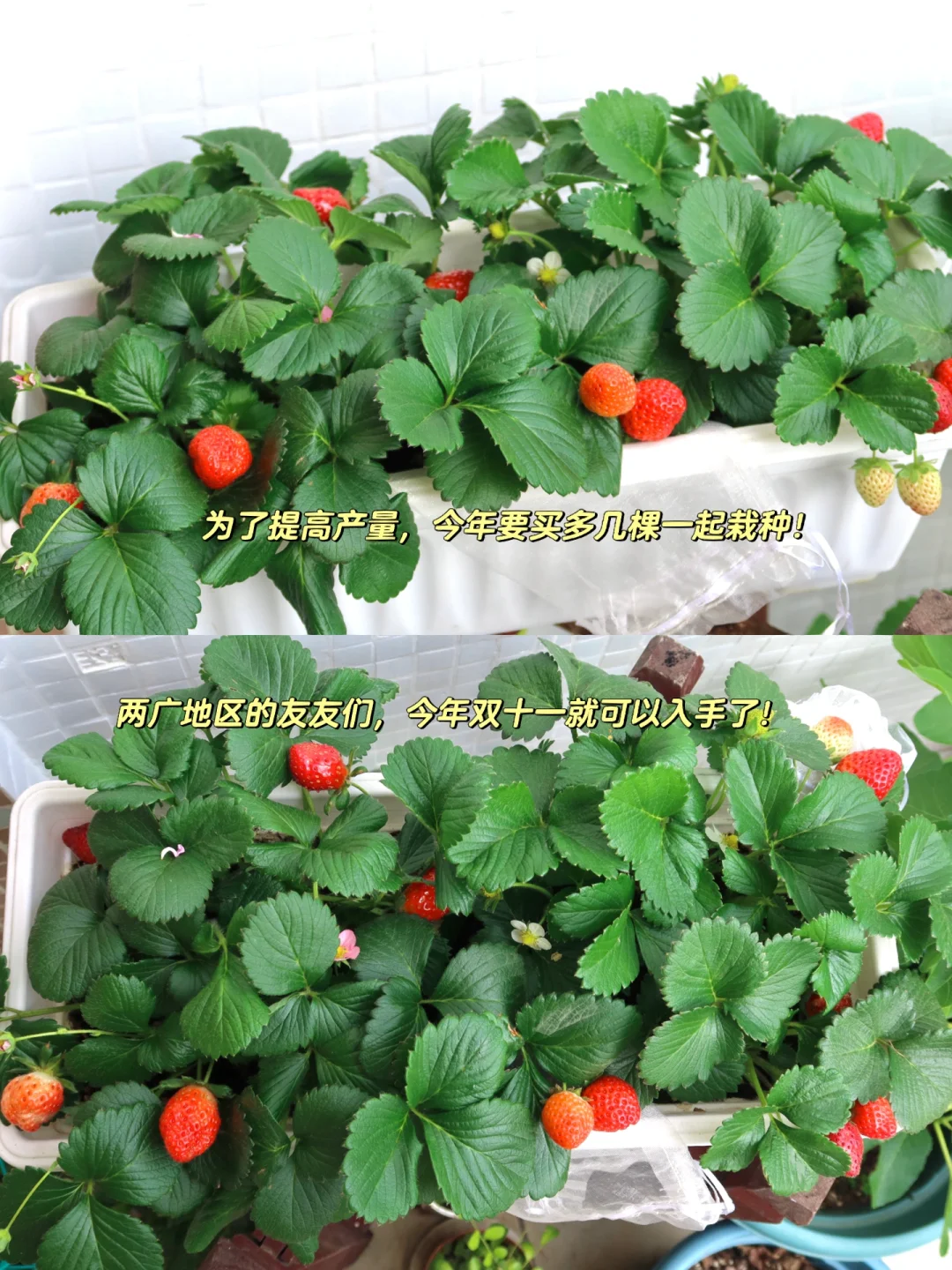 阳台党可以种什么水果???????