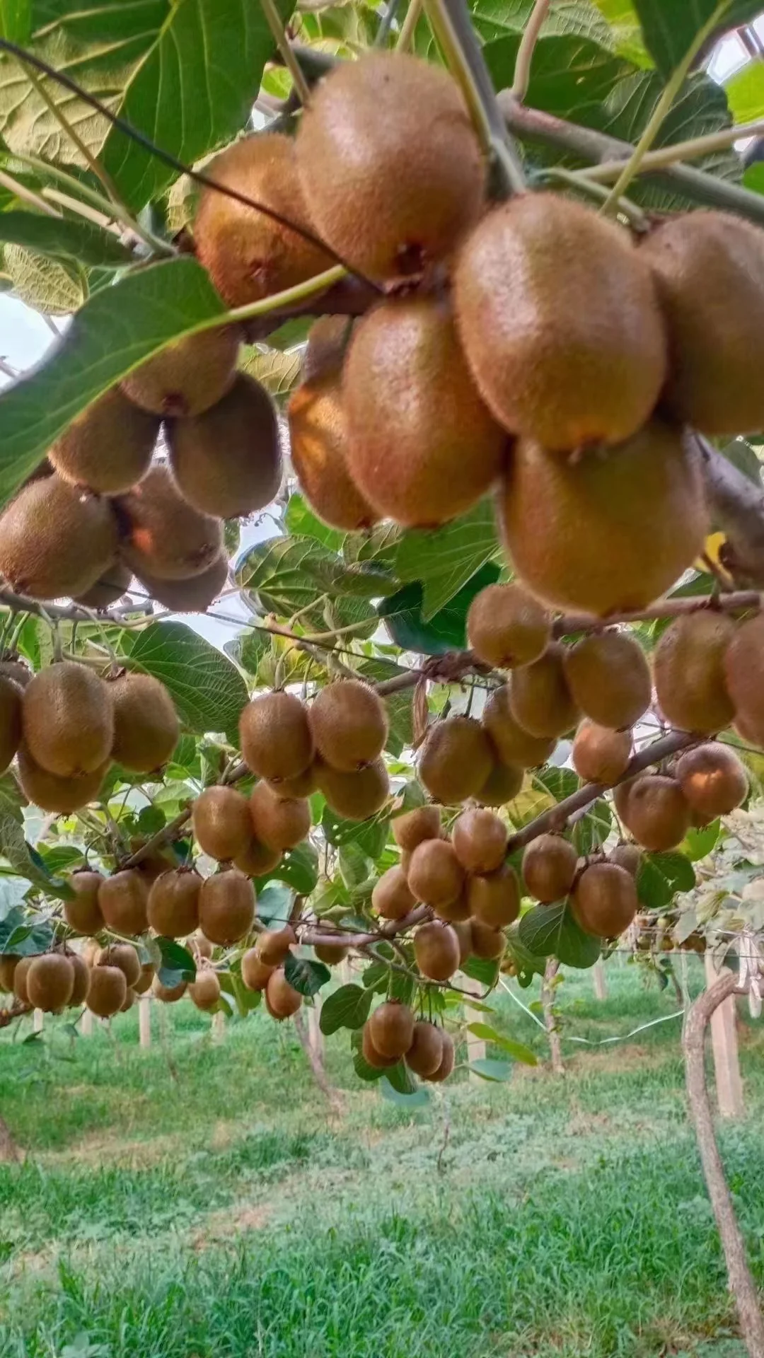 这水果原来是树上长的。。。