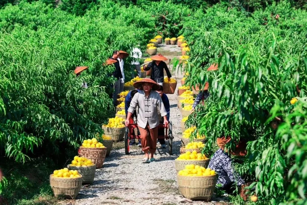 小黄桃撬动“乡村振兴”大产业