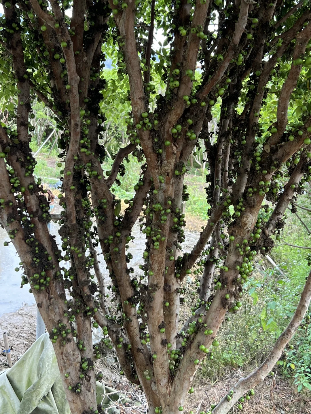 是硕果累累的一年呀！