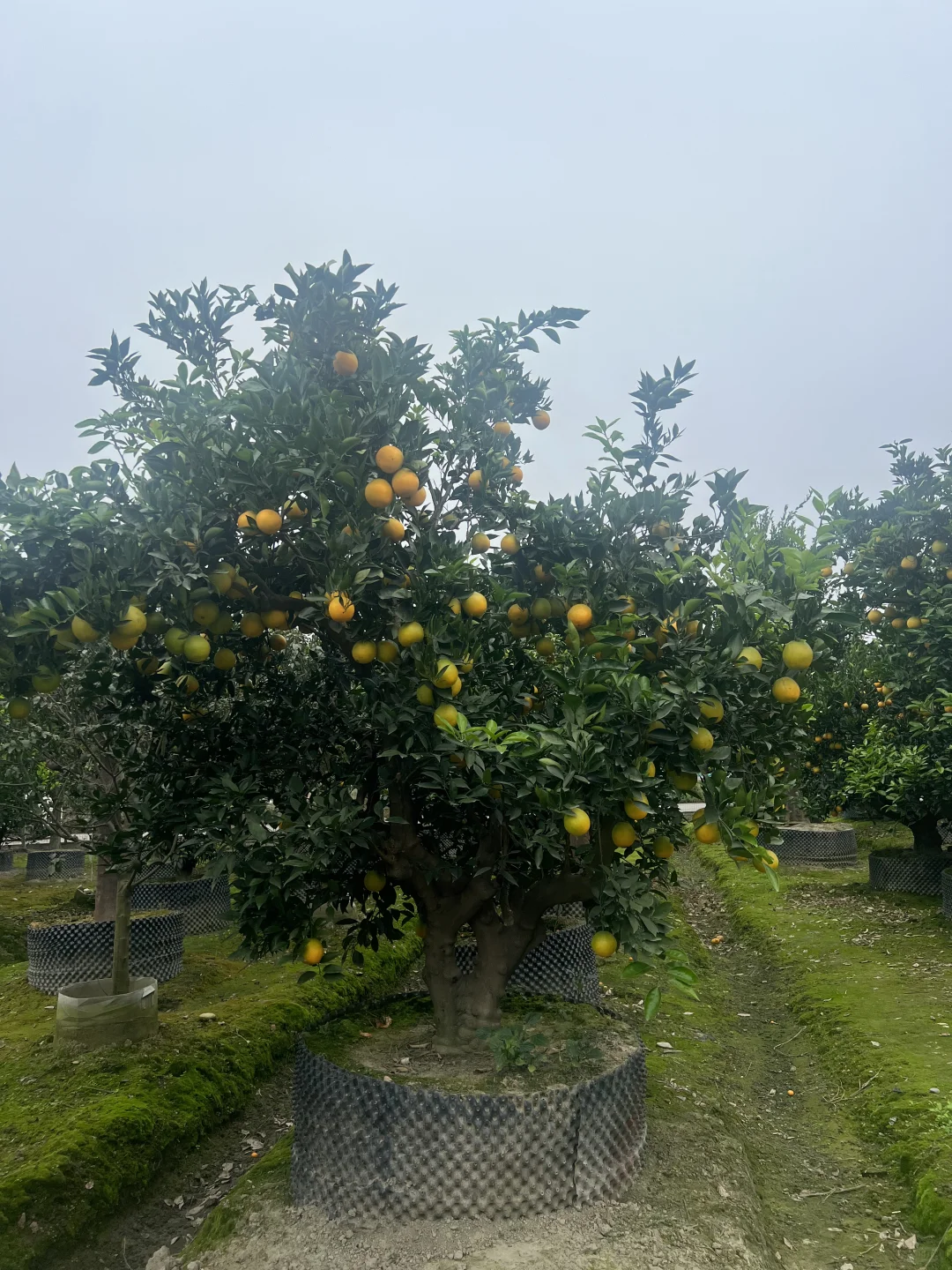 一家在成都只做精品果树的苗圃基地