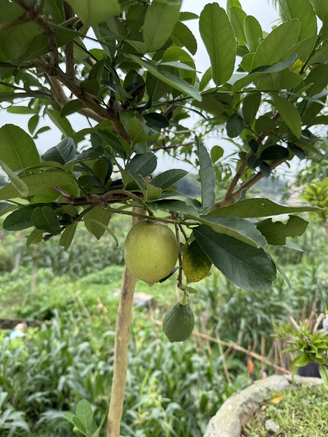 23年我种下果树结果了