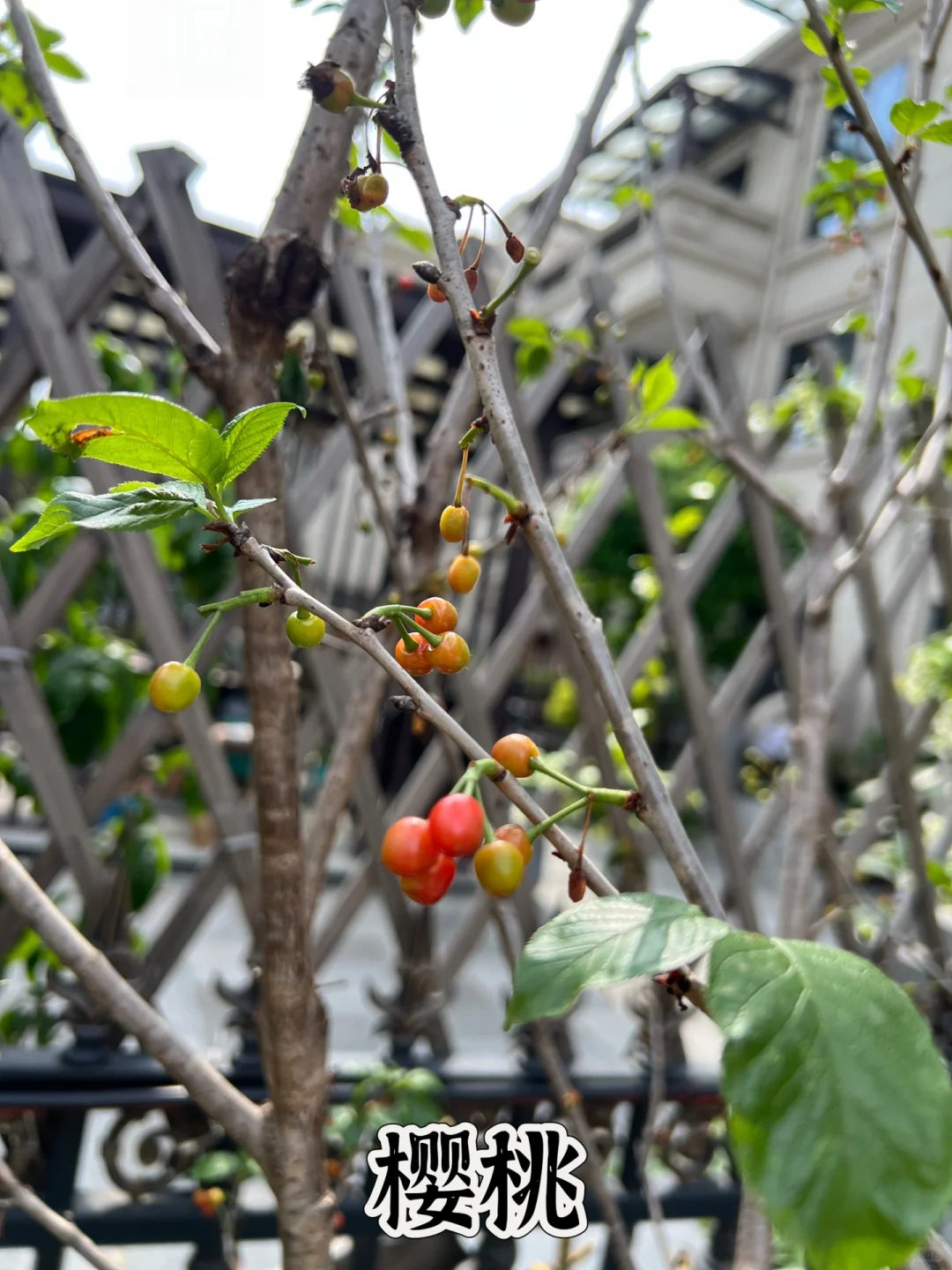 打造一个一年四季都有水果吃的花园