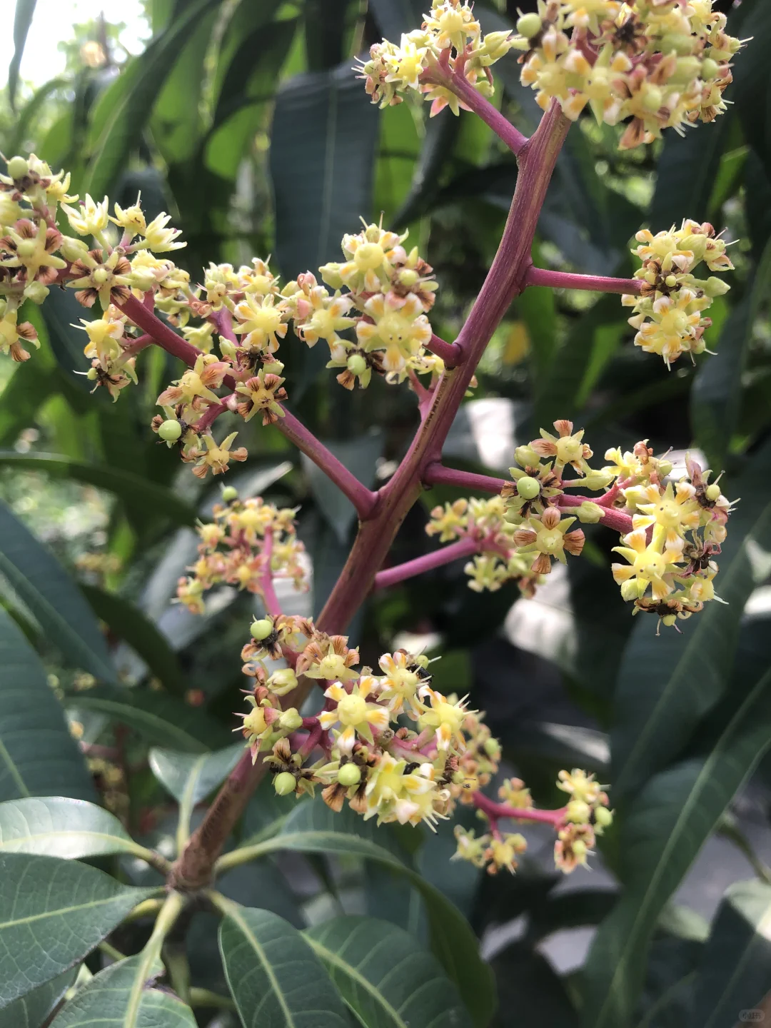 即将开花结果和准备收获的果树?