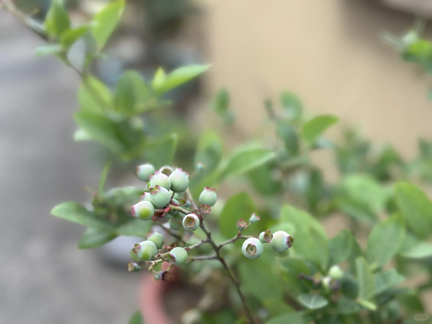 阳台果园都挂果啦