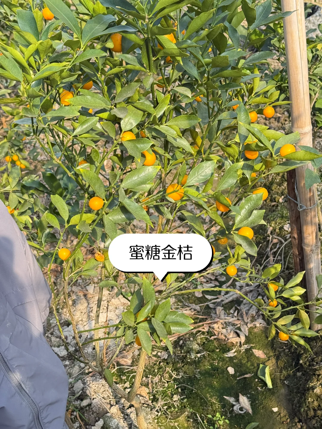 喜欢种果树的来 各类果树