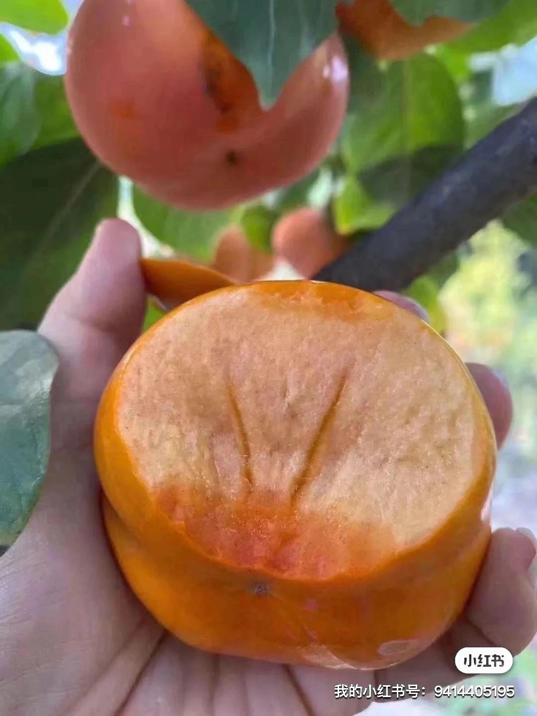 盘点一下我们的各类果树苗