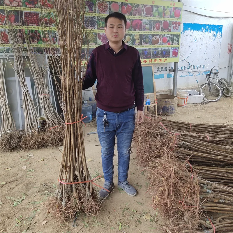 【A无花果苗】:实现绿色经济的种植选择