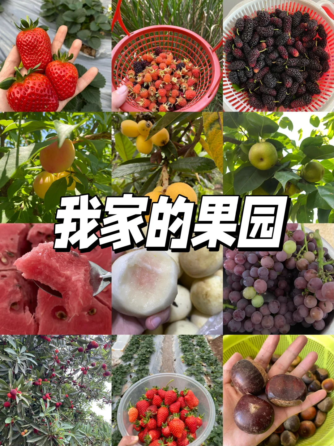 拥有一片小果园是什么体验？