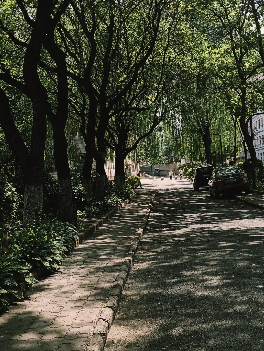 分享在林校一年感悟(致乐观积极的小同学)