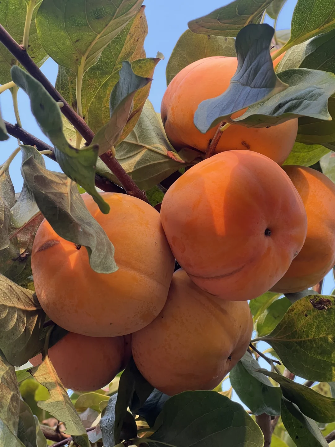 一家在成都只做精品果树的苗圃基地