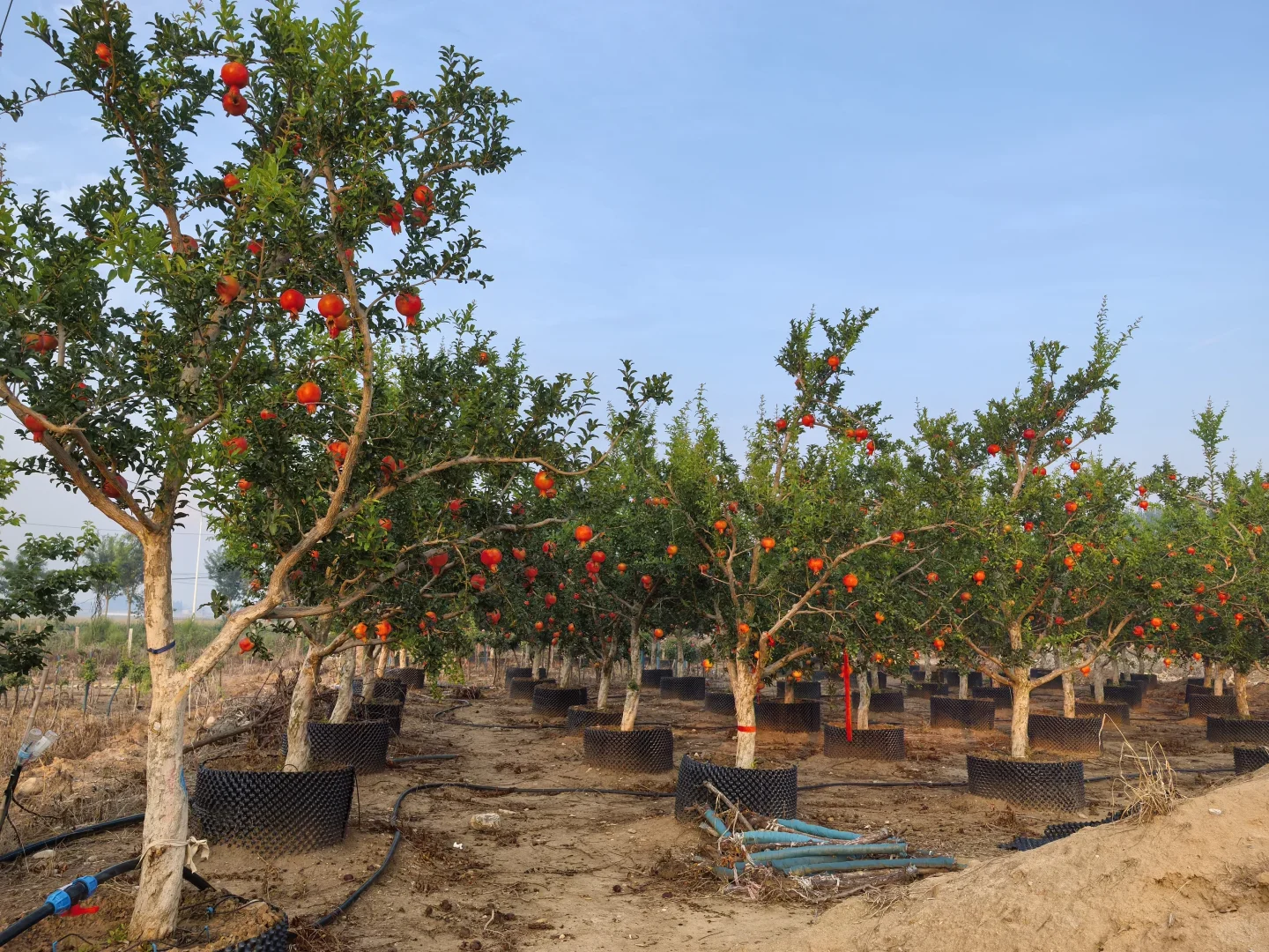 秋天的石榴园，红果累累！