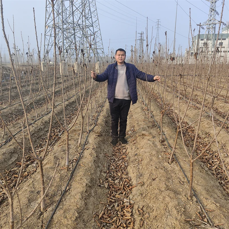 【A无花果苗】:实现绿色经济的种植选择