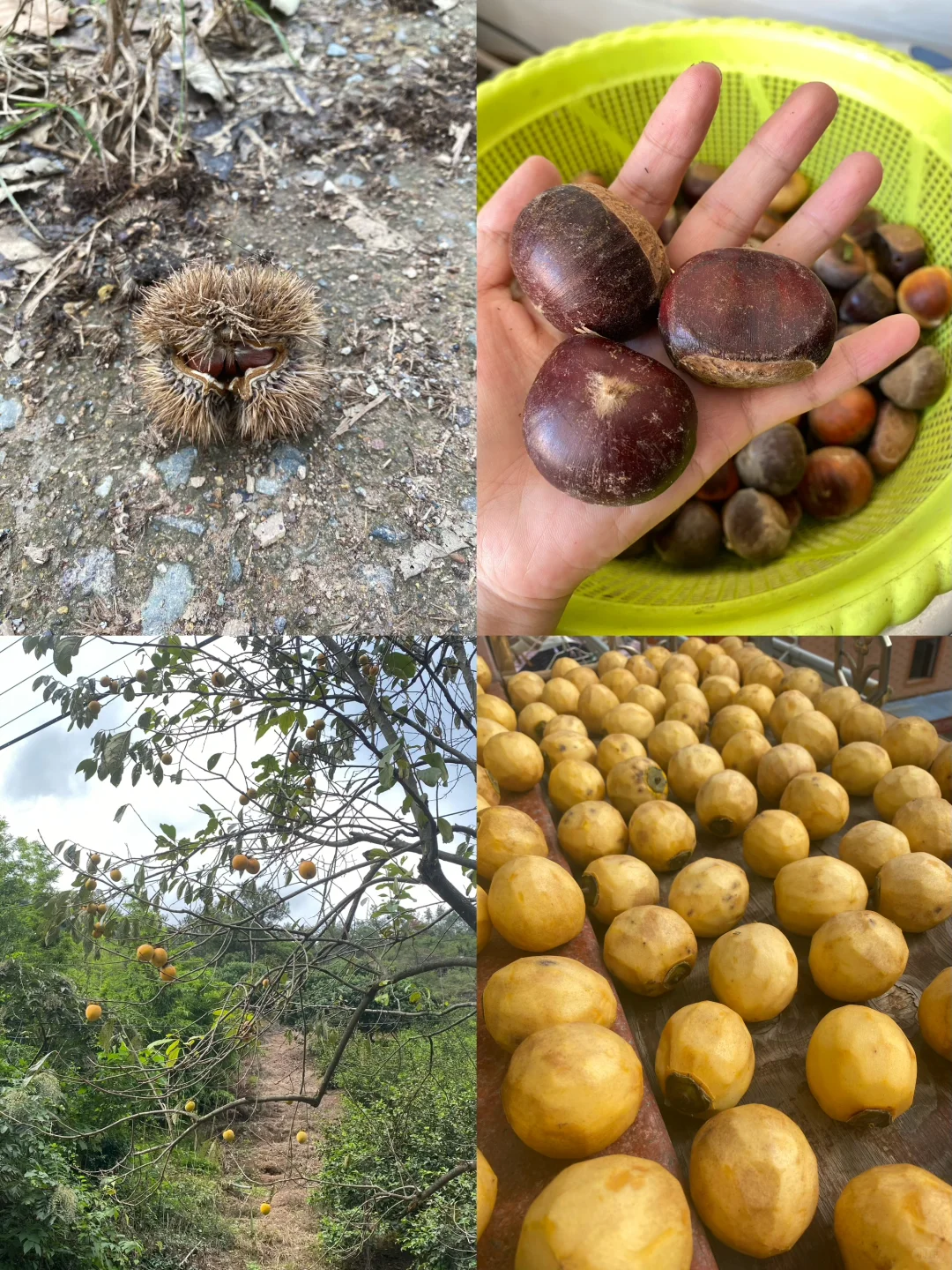 拥有一片小果园是什么体验？