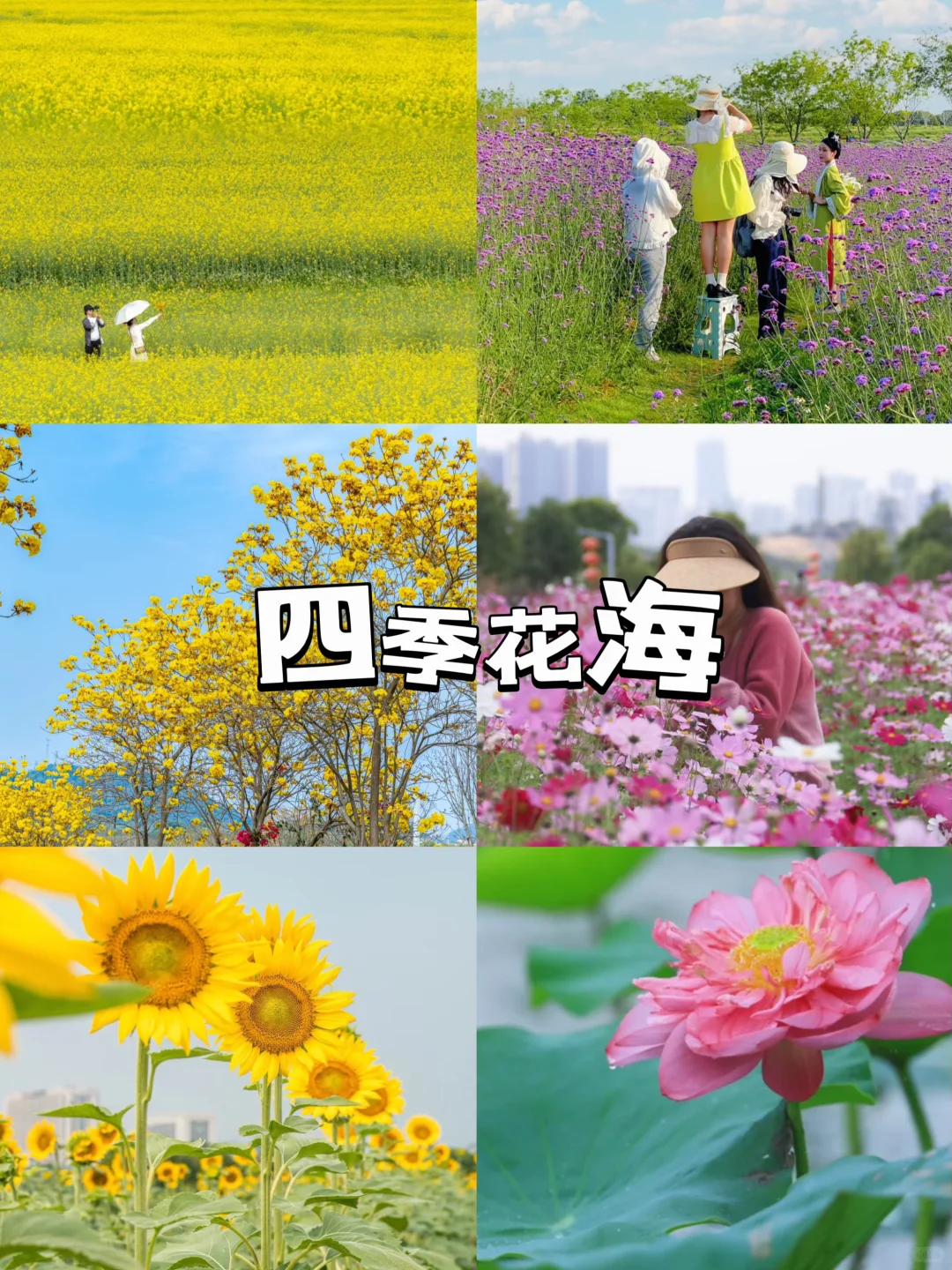 深圳团建丨稻田研学一日游,解锁秋天的童话