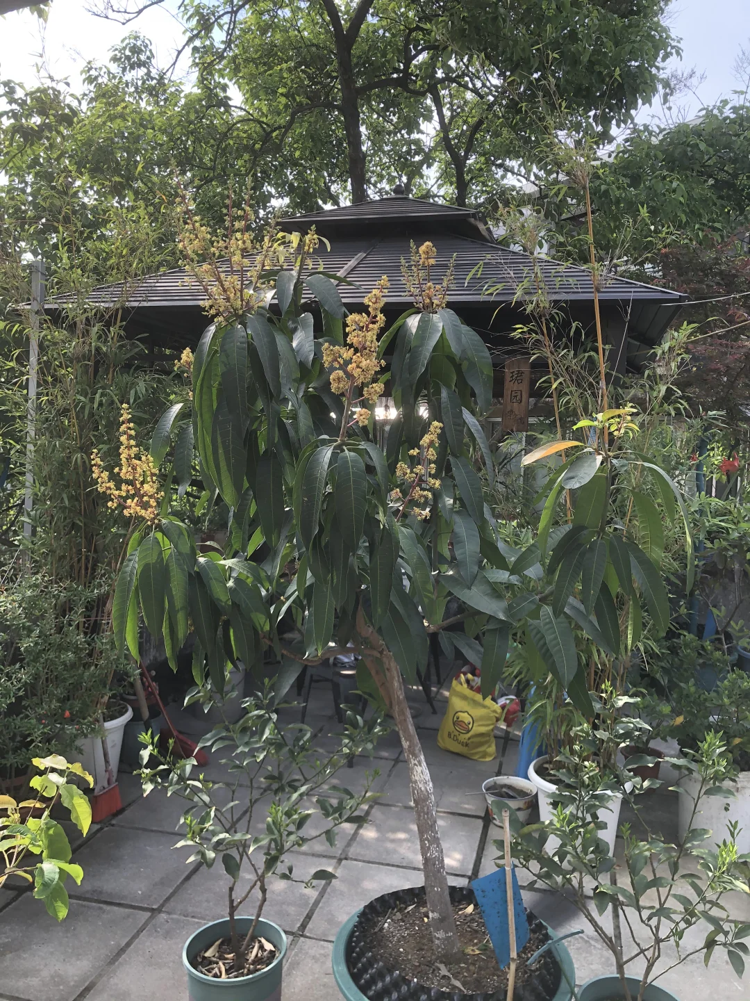 即将开花结果和准备收获的果树?