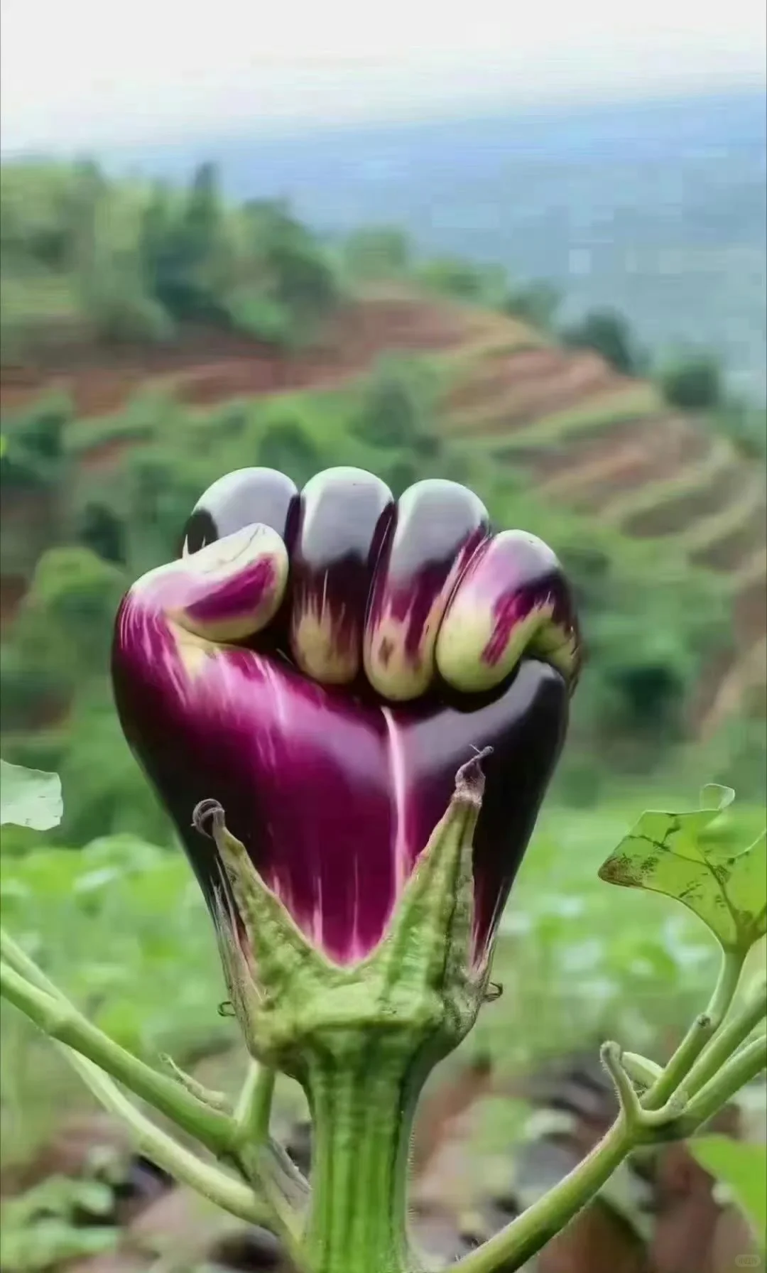 ?见过这些不正经的果蔬吗？开眼了！