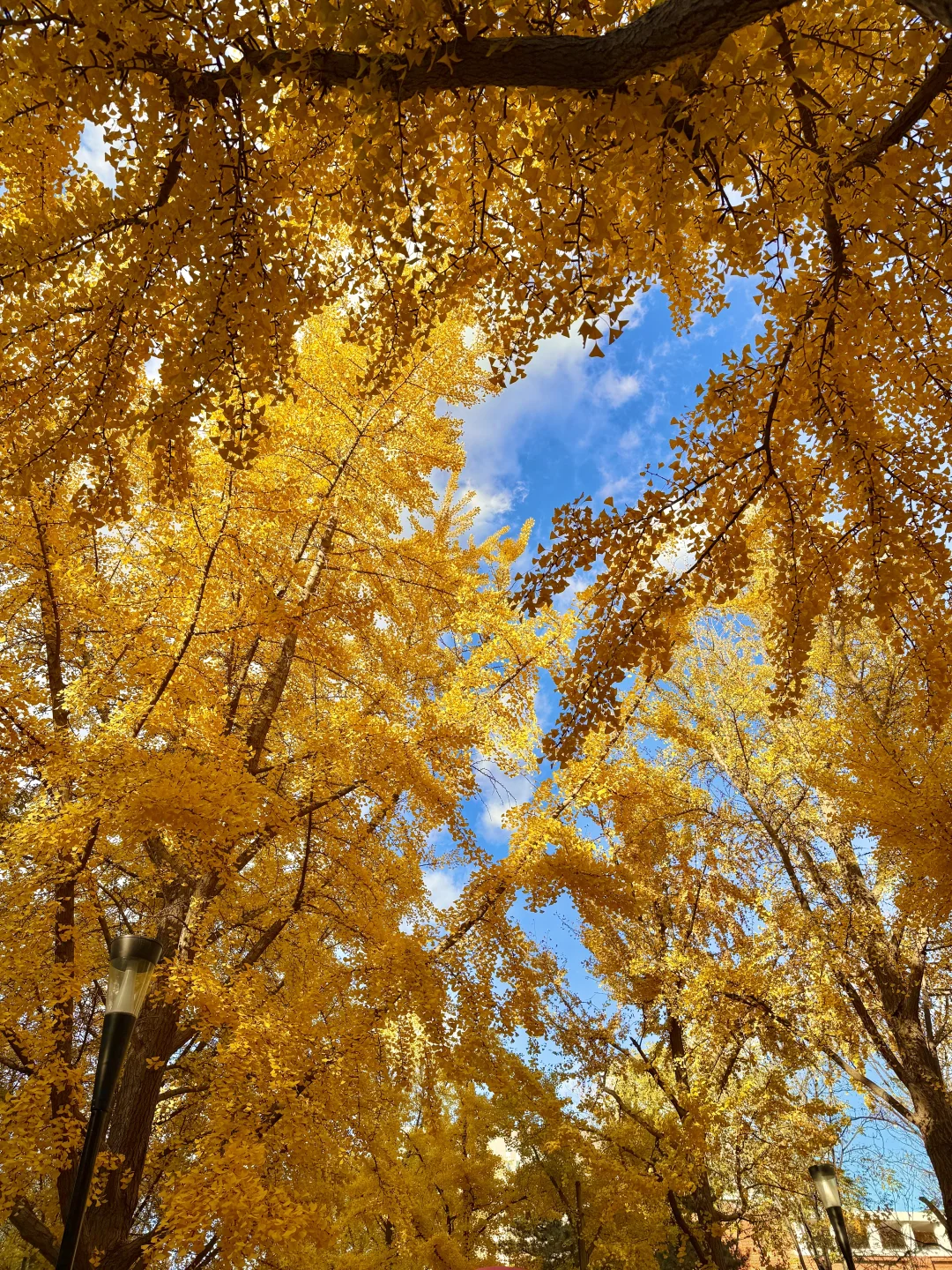 所有在北京的！请停止宅家立刻出门赏银杏?