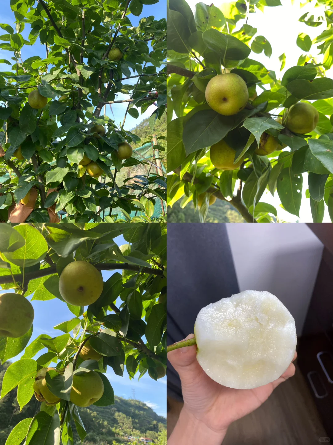 拥有一片小果园是什么体验？