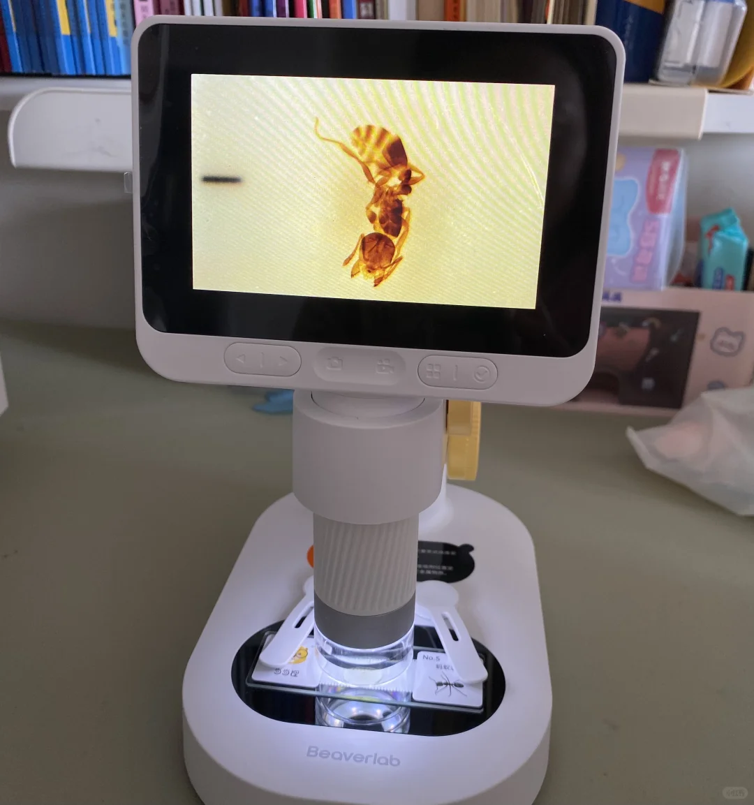 小学生生日礼物，玩具显微镜?