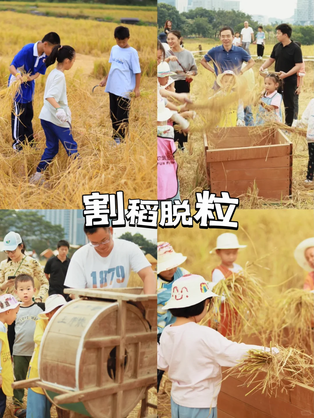 深圳团建丨稻田研学一日游,解锁秋天的童话