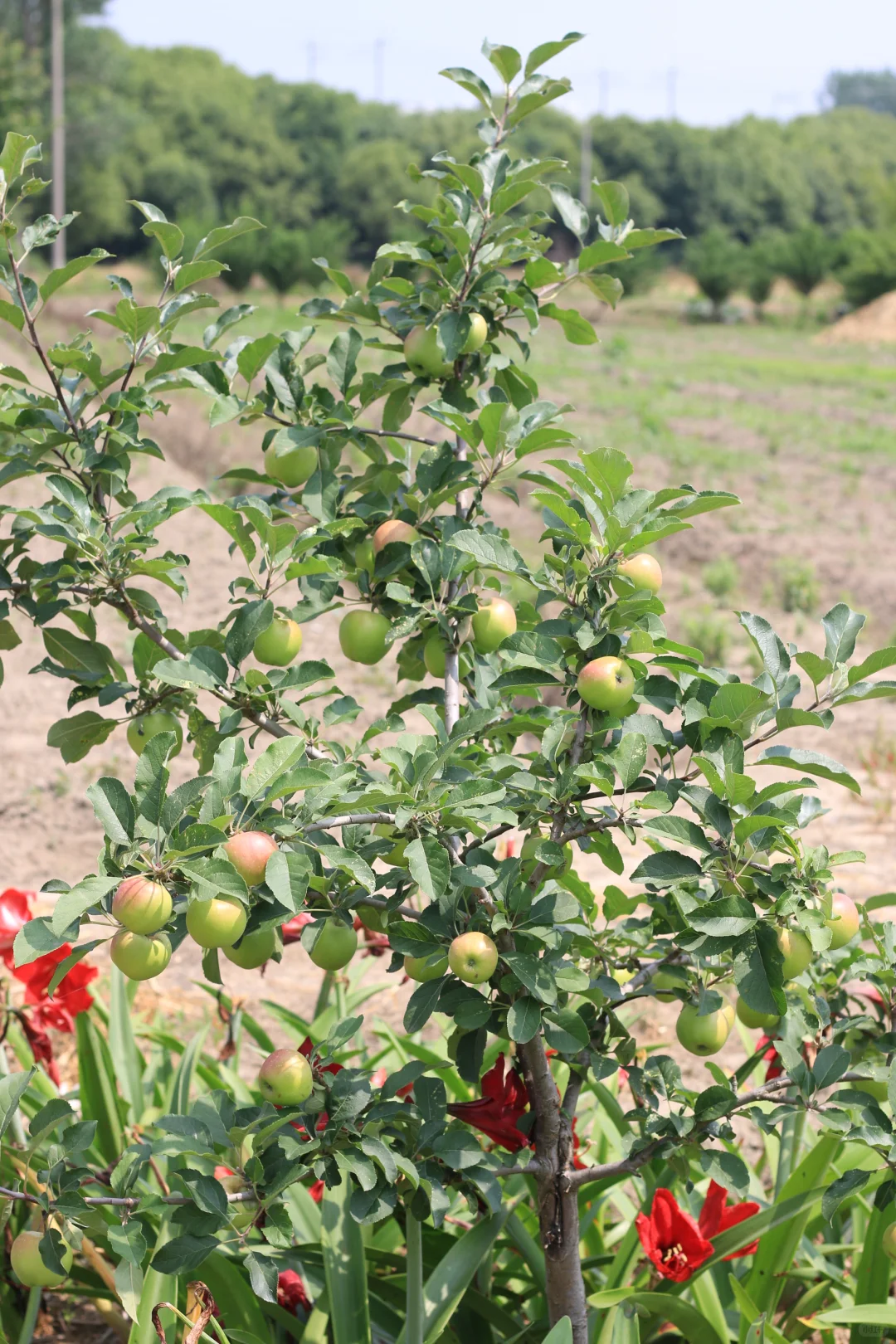 南方苹果容器苗上市了
