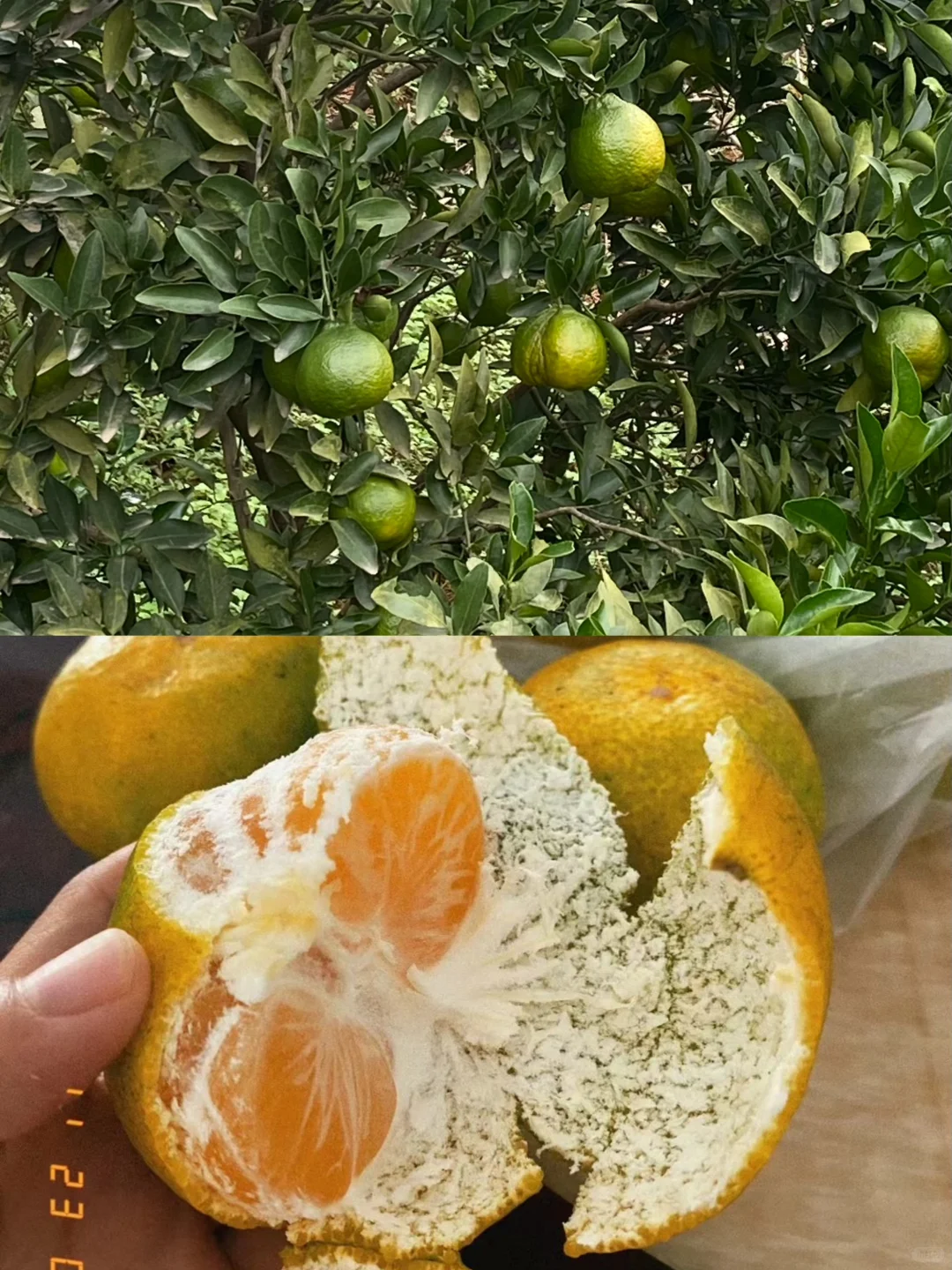 拥有一片小果园是什么体验？