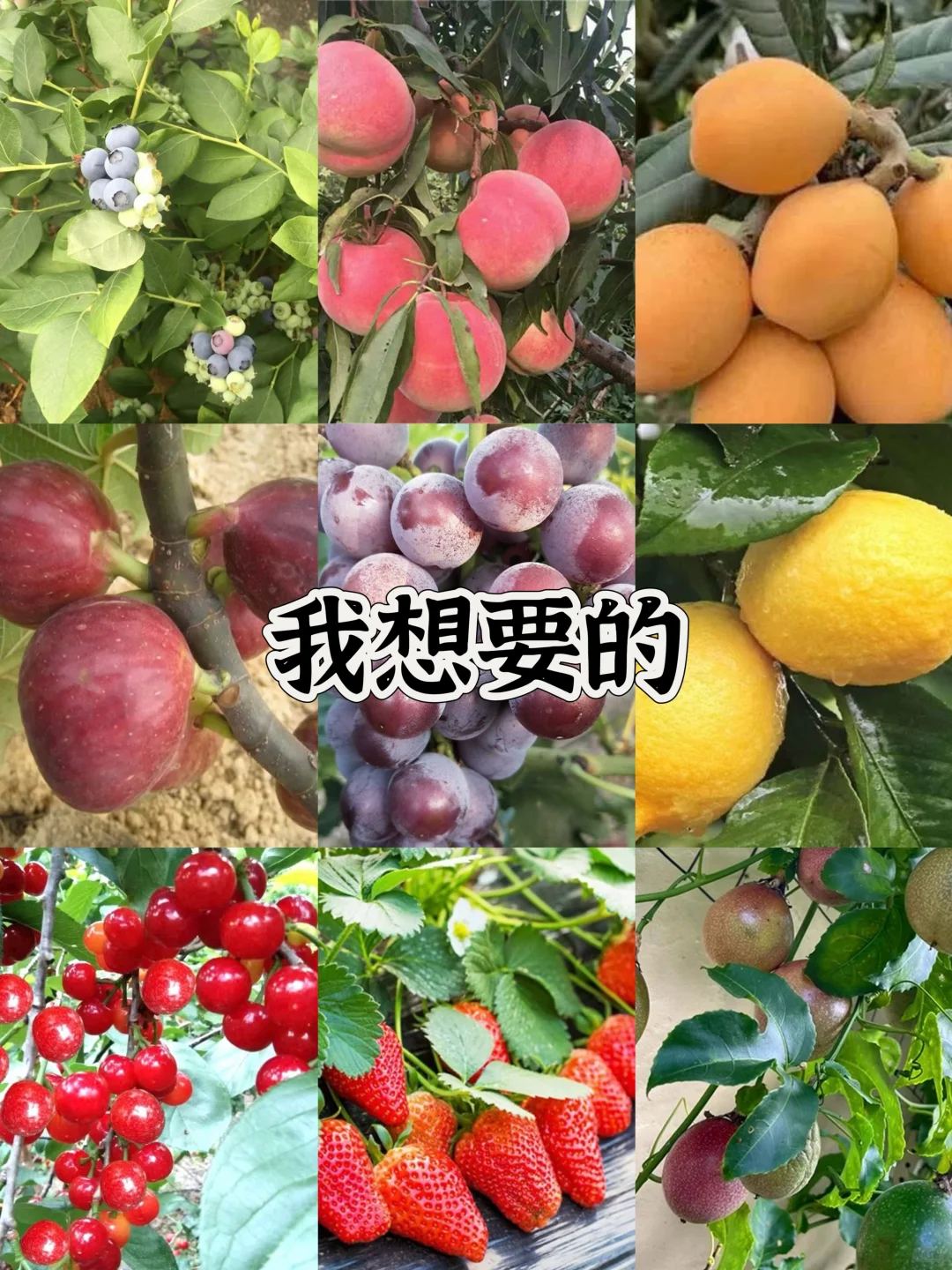 打造一个一年四季都有水果吃的花园