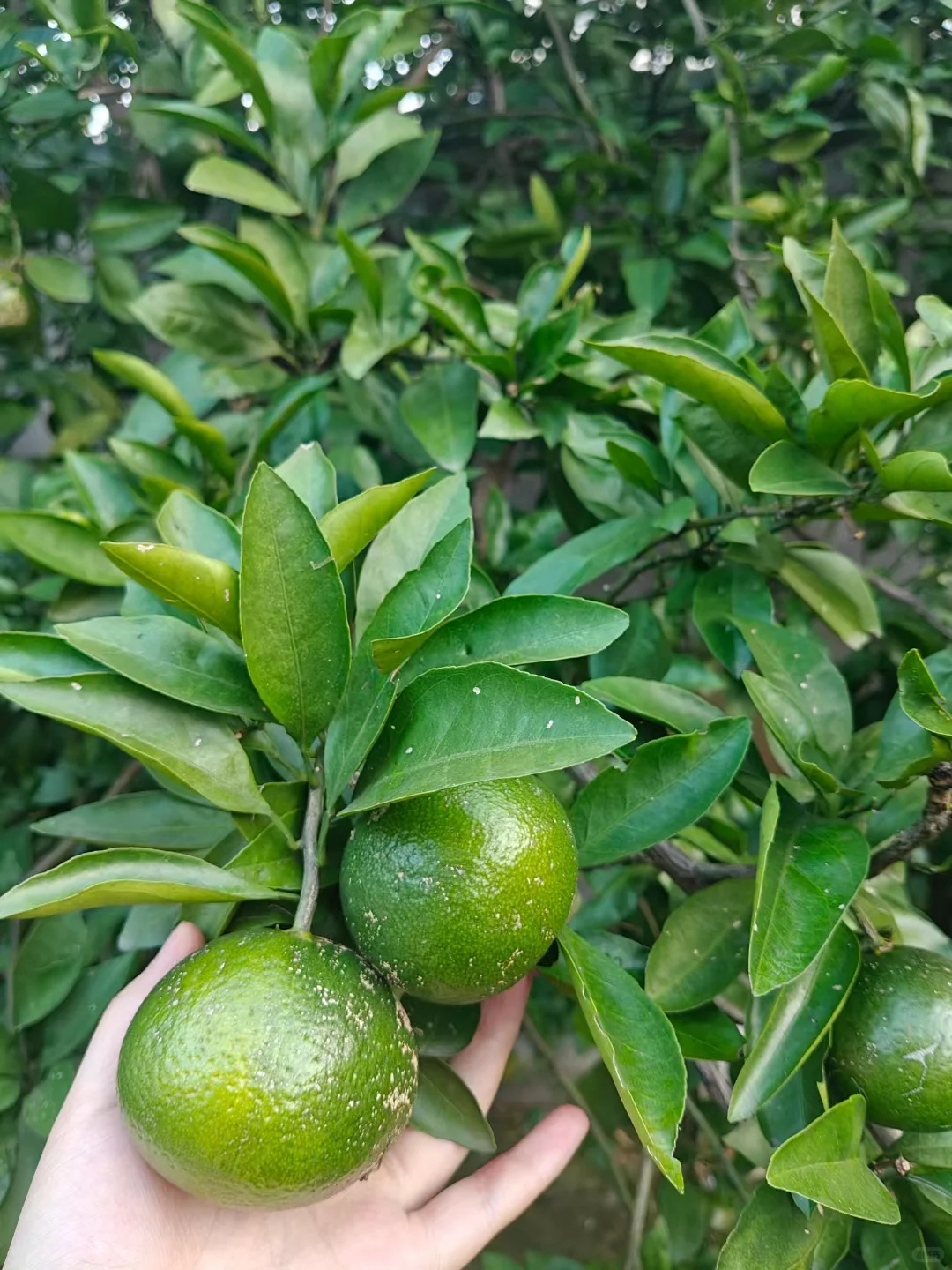 关于我家院子里的果树→_→