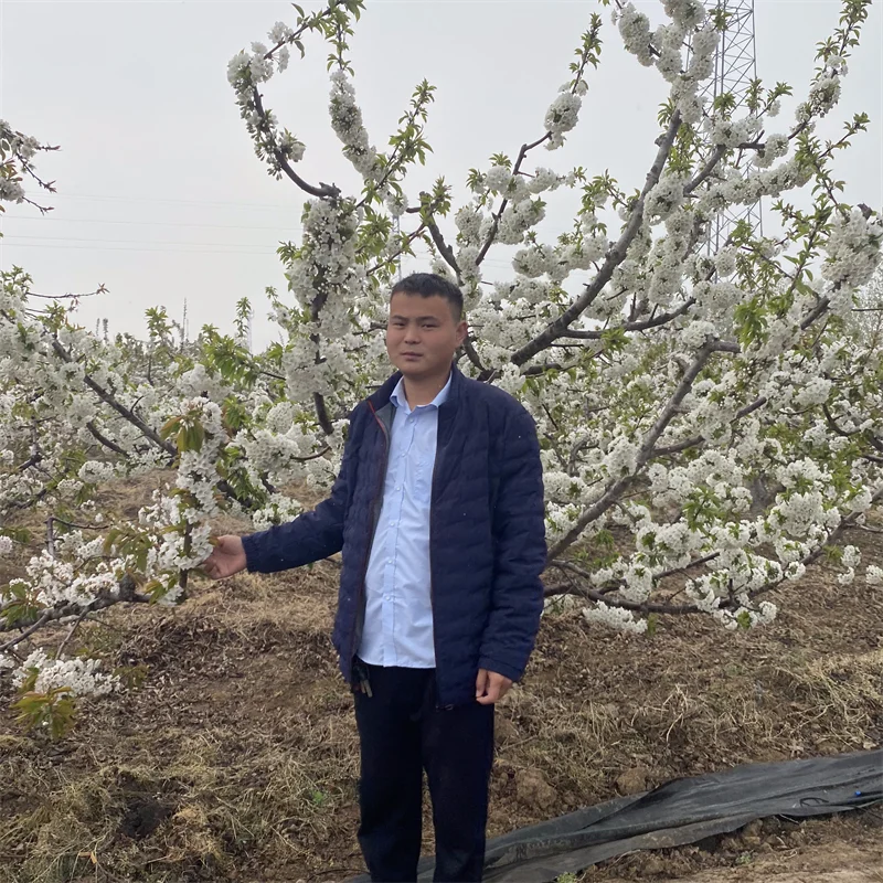 红肉西梅苗,在适宜的土壤中绽放异彩