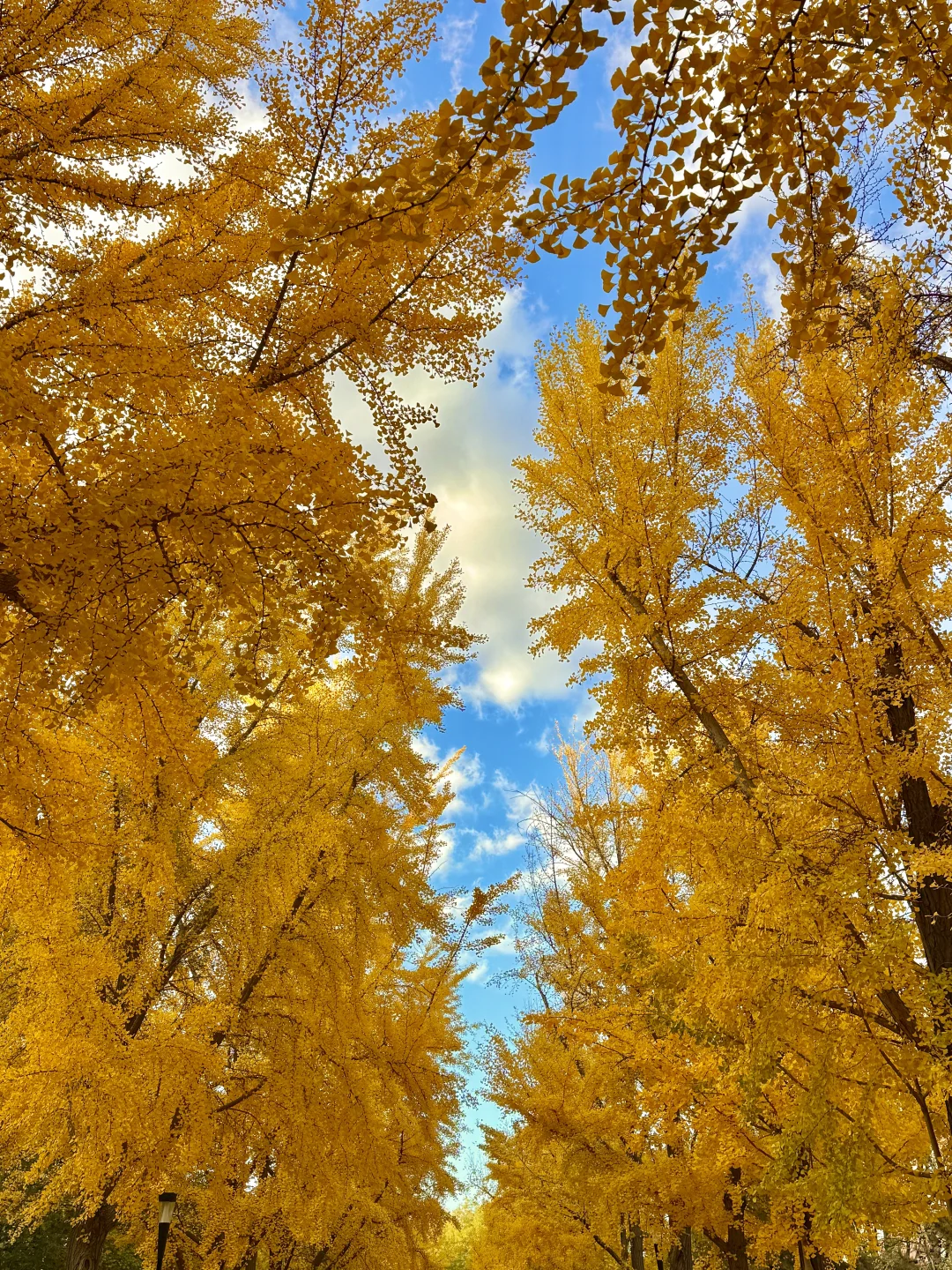 所有在北京的！请停止宅家立刻出门赏银杏?