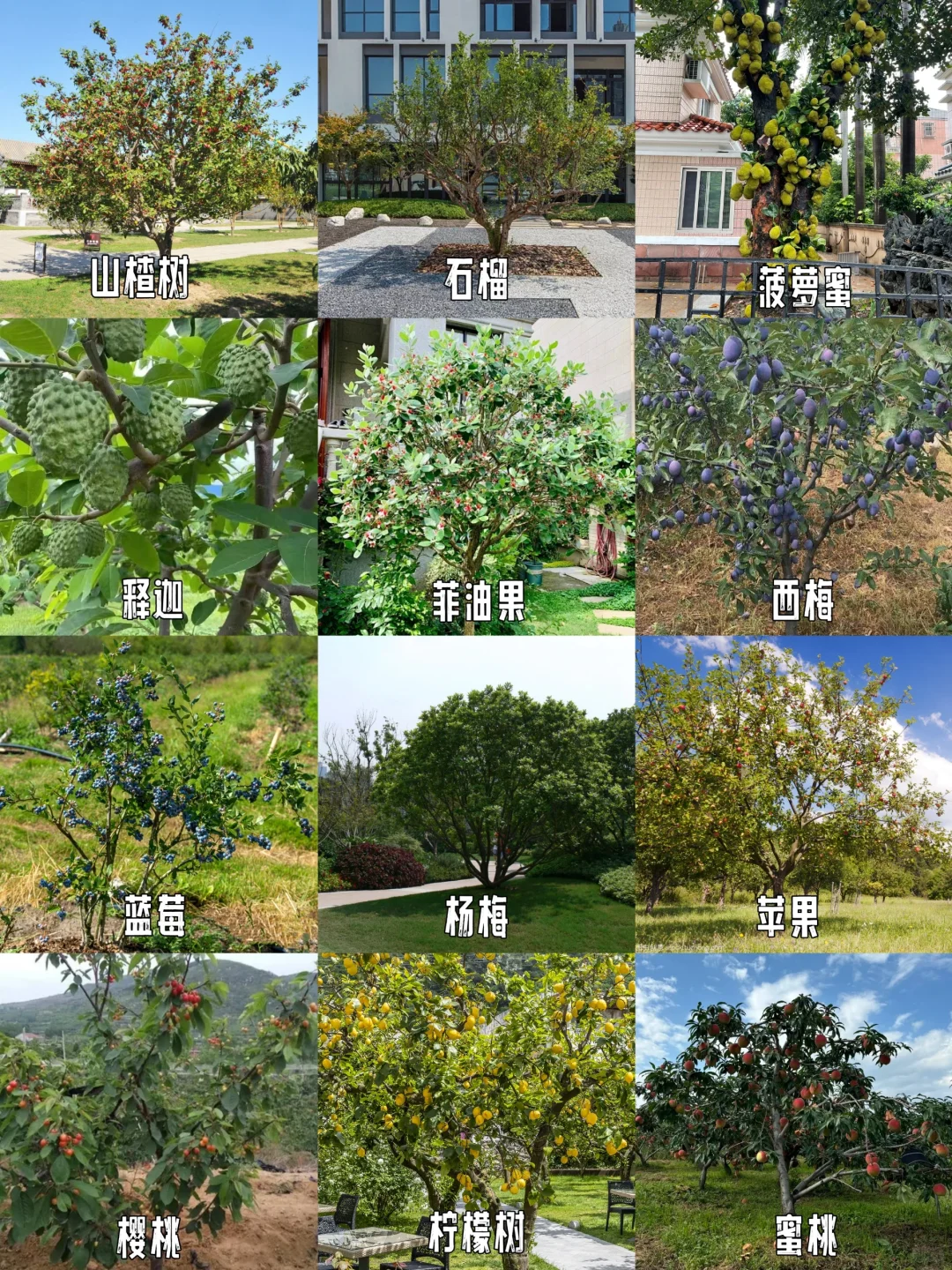 常用园林果树【下】