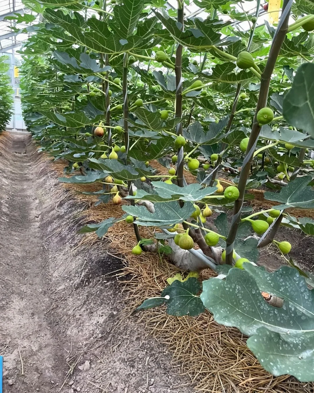 一字型无花果种植法