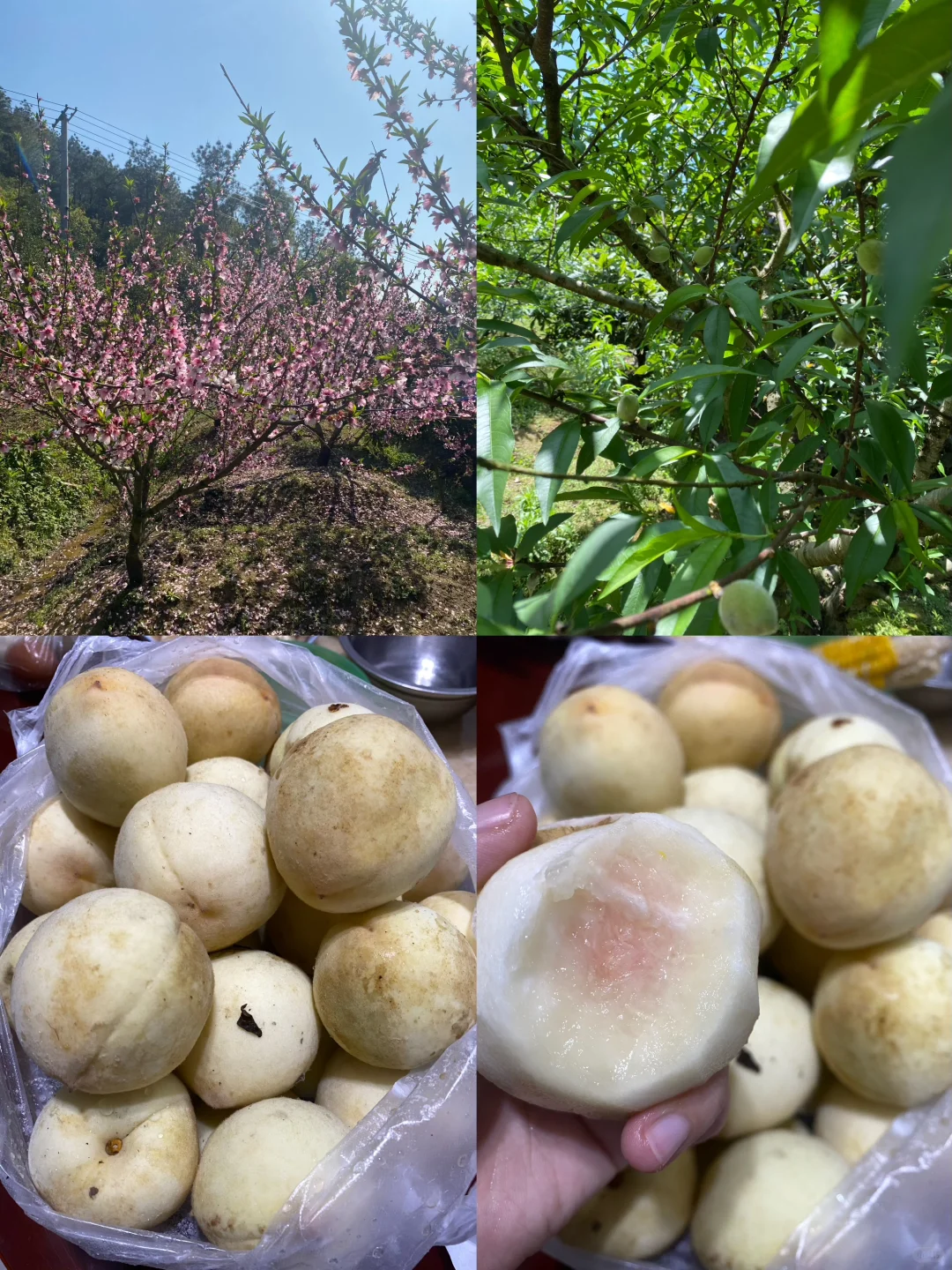 拥有一片小果园是什么体验？