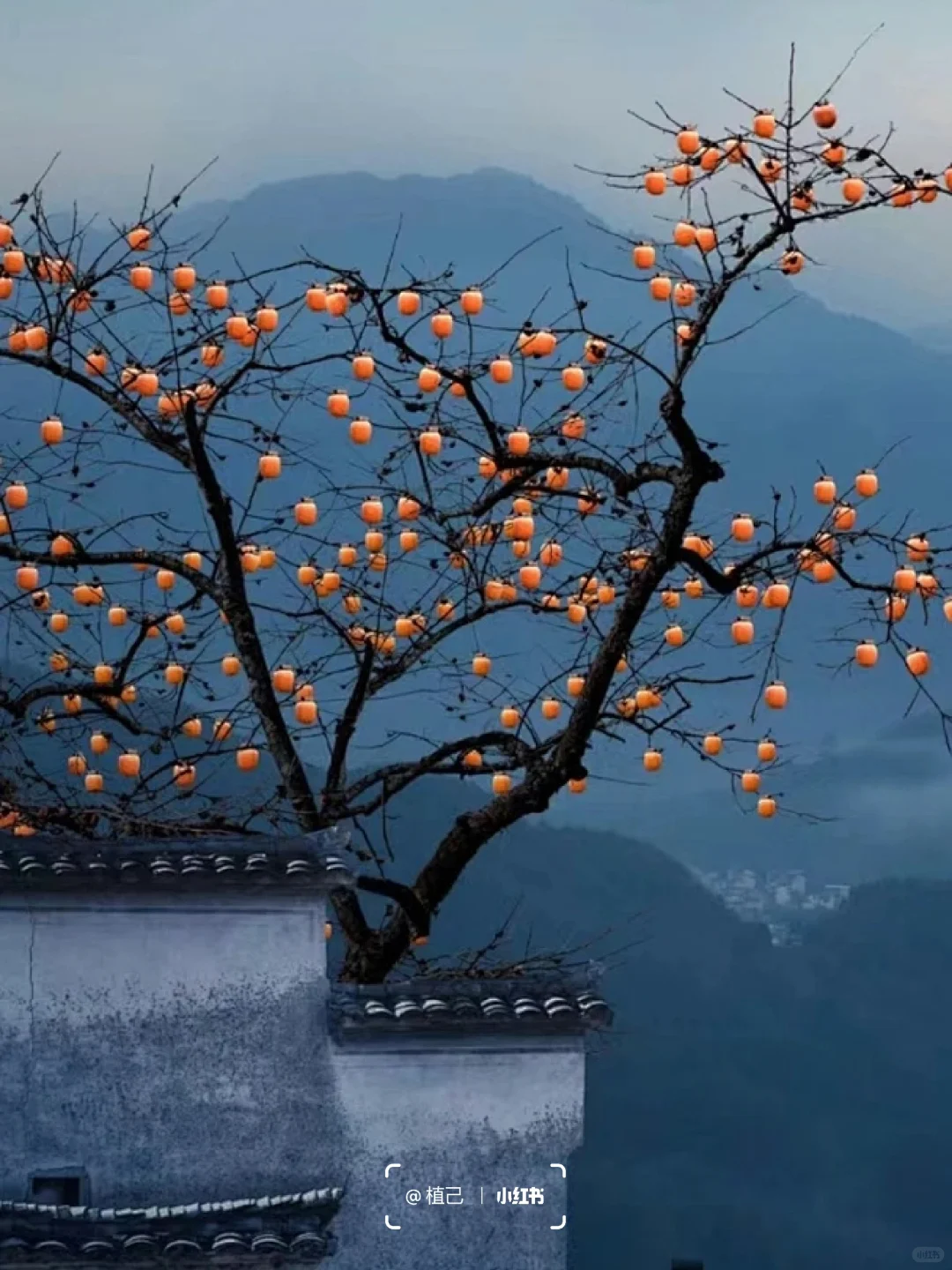 院子里种这6棵果树,好看且寓意好