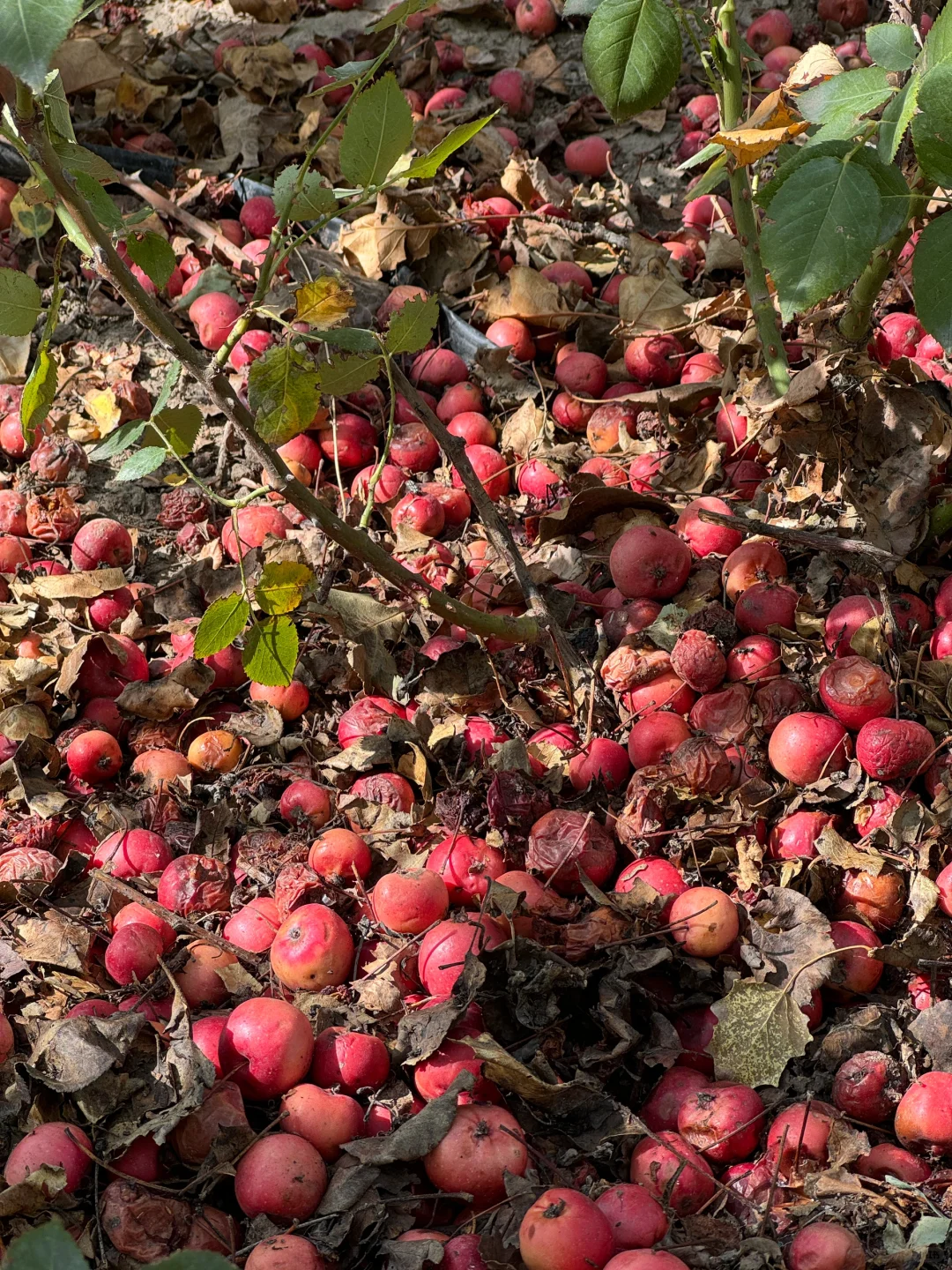 在伊犁的水果都是来报恩的