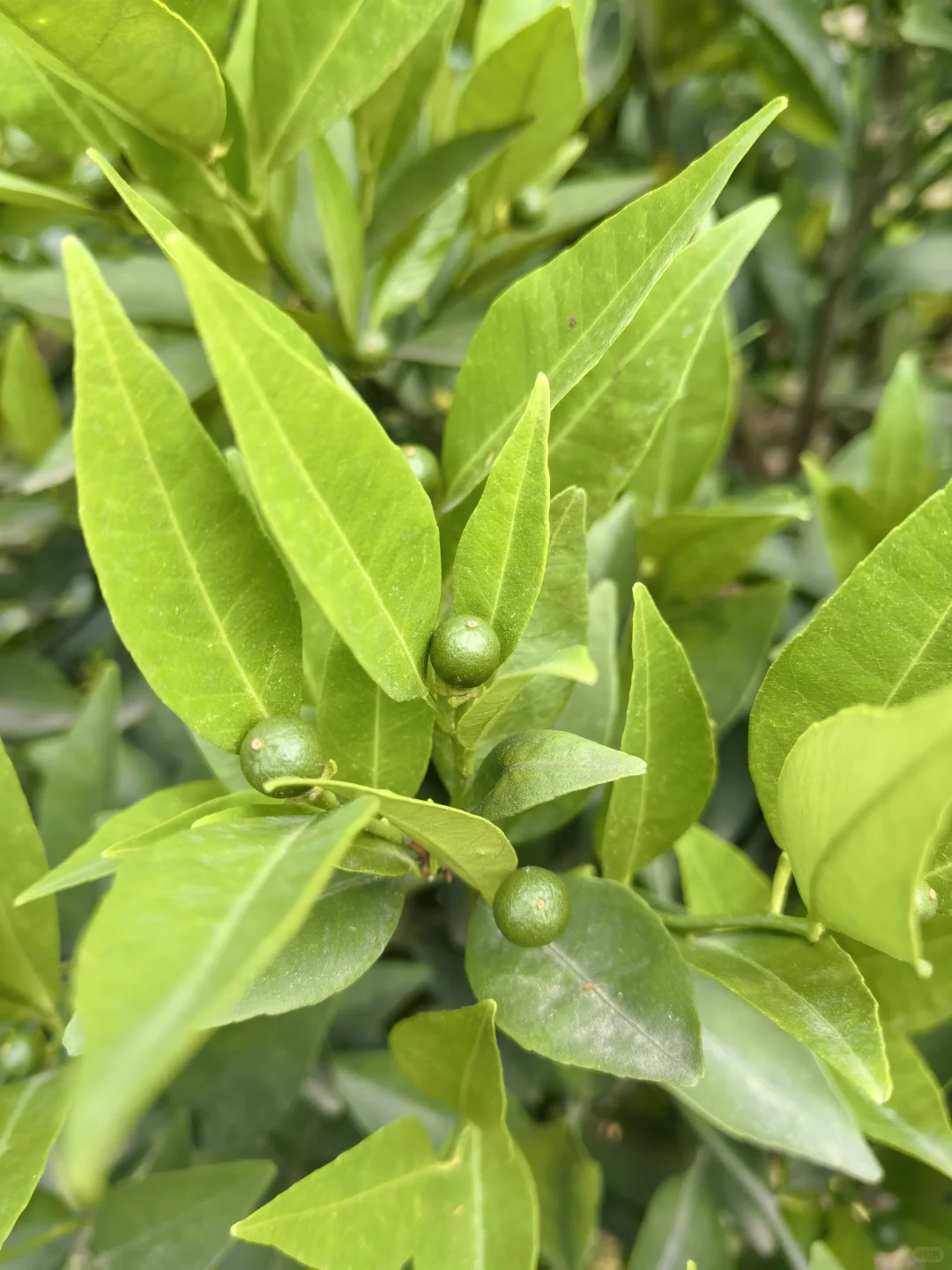 水果自由！！！