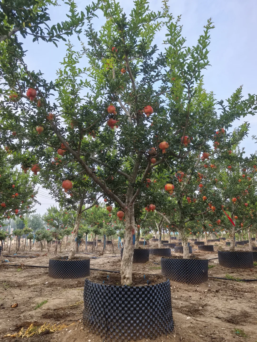 秋天的石榴园，红果累累！