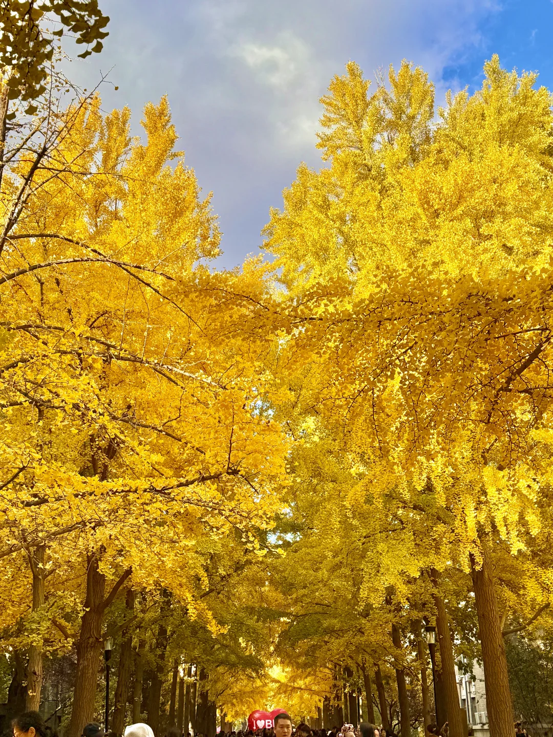 所有在北京的！请停止宅家立刻出门赏银杏?