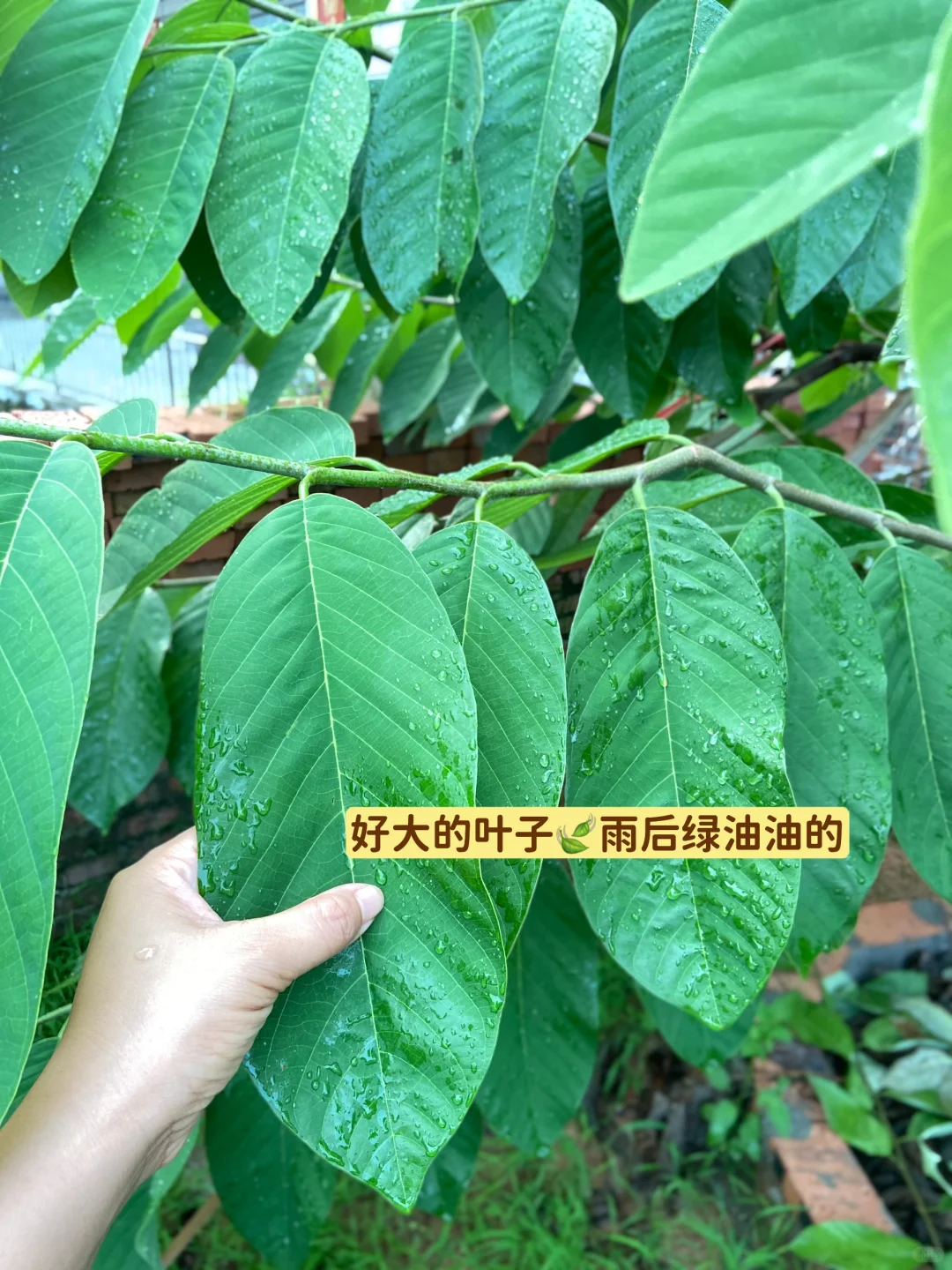 释迦果从幼苗到结果…