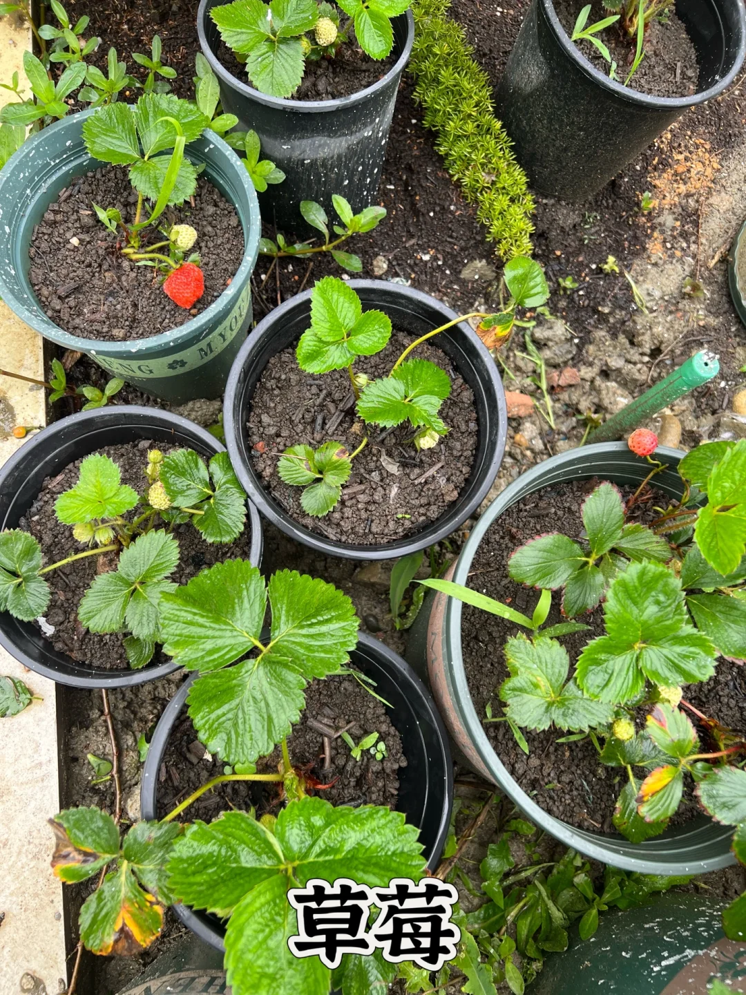 打造一个一年四季都有水果吃的花园