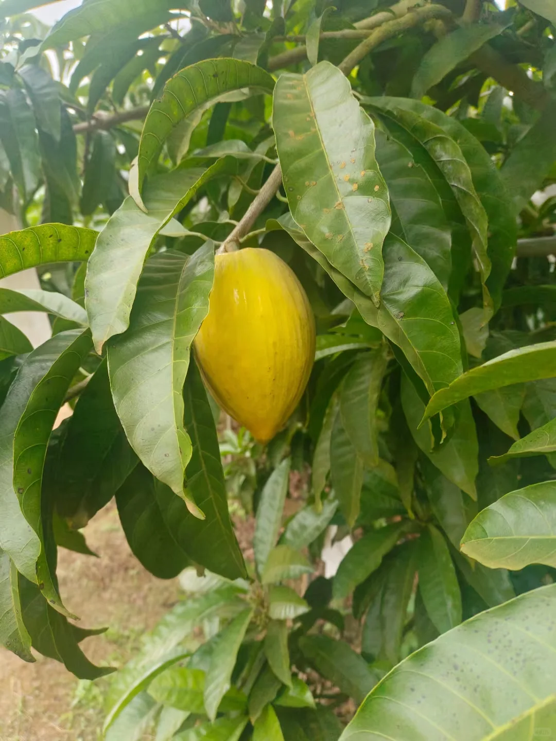 知道水果最多的童鞋送神秘奖品一份～