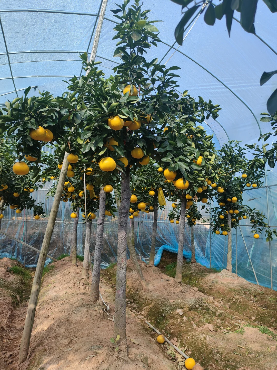 庭院种植果树超甜多汁葡萄柚树