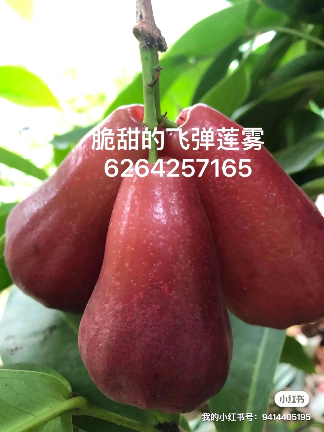 盘点一下我们的各类果树苗