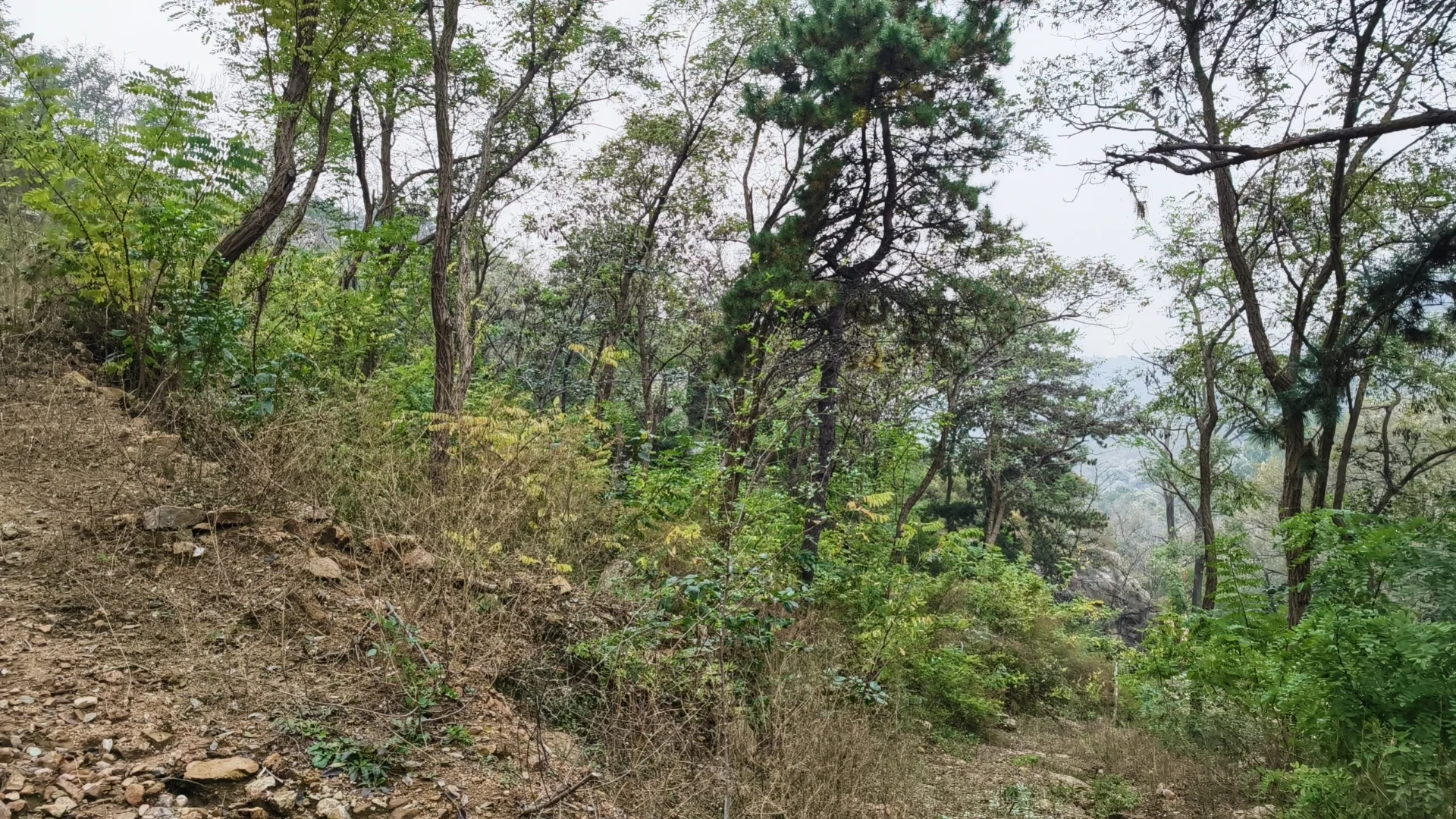 浅浅分享林业工作者的工作日常